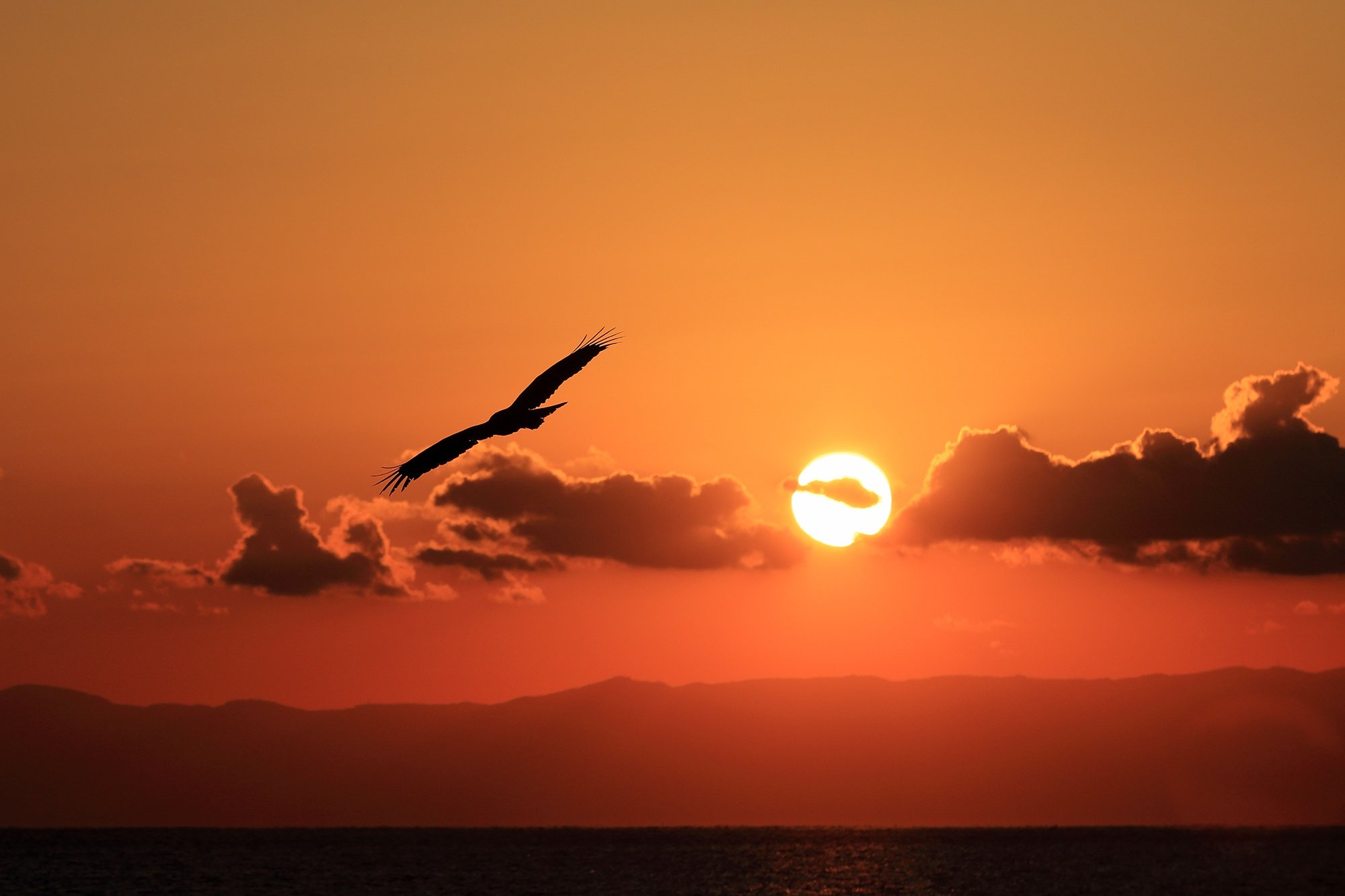 Дни летят за рассветом закат слушать. Птицы на рассвете. Птицы на закате. Птицы в небе закат. Закат солнца и птицы.