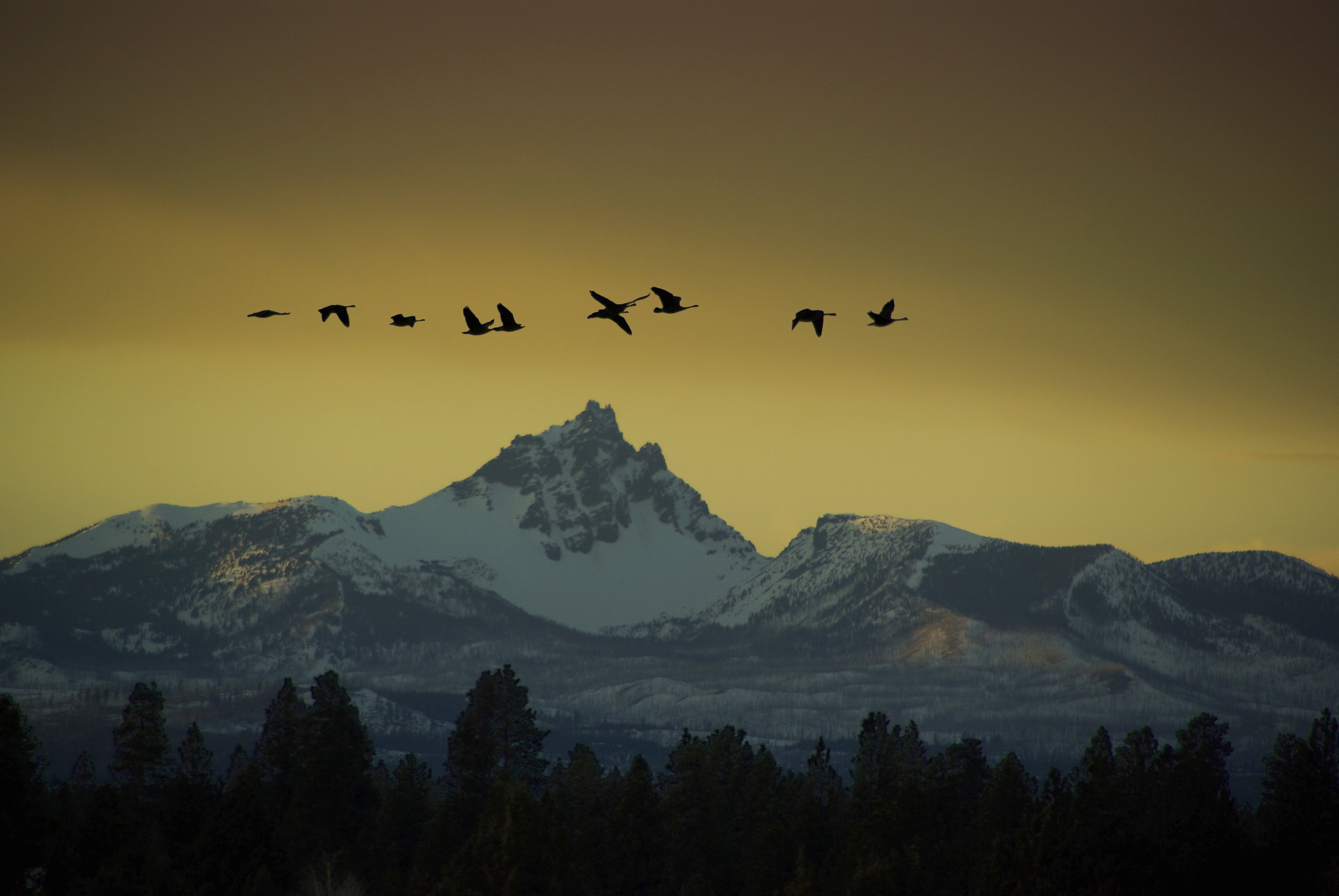 Над це. Птицы в горах. Птица над горами. Птицы над лесом. Полет птицы над горами.