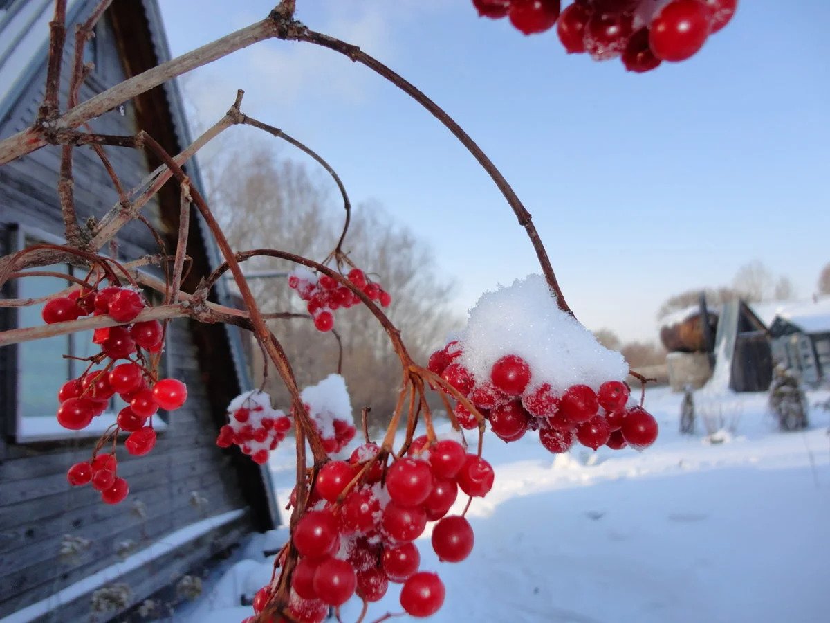 Фото калины и рябины