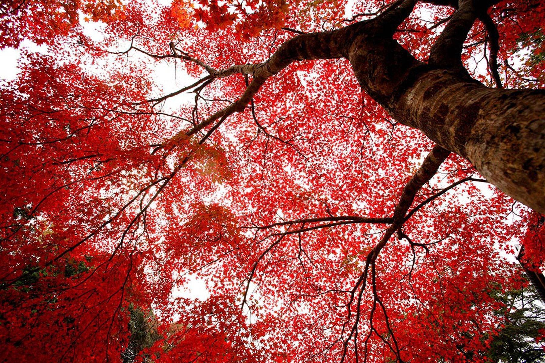 Величественными багряными. Япония красные клены Киото. Клен канадский красный. Красный клен японский дерево. Японский клен цветение.