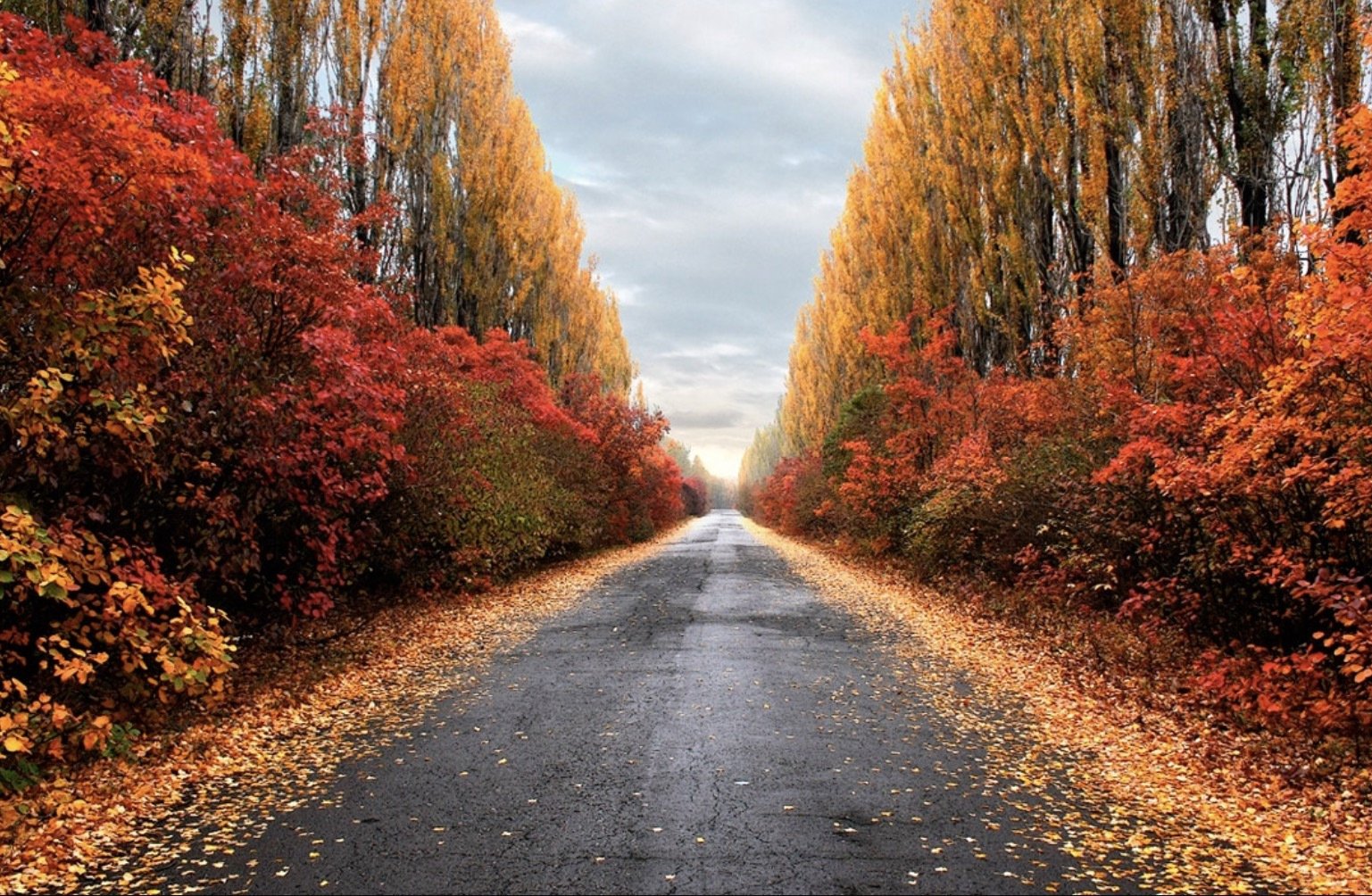 Осенью мы лучше видим и глазом. Осень. Велосипед осень. Осенняя дорога. Велосипед осенью.