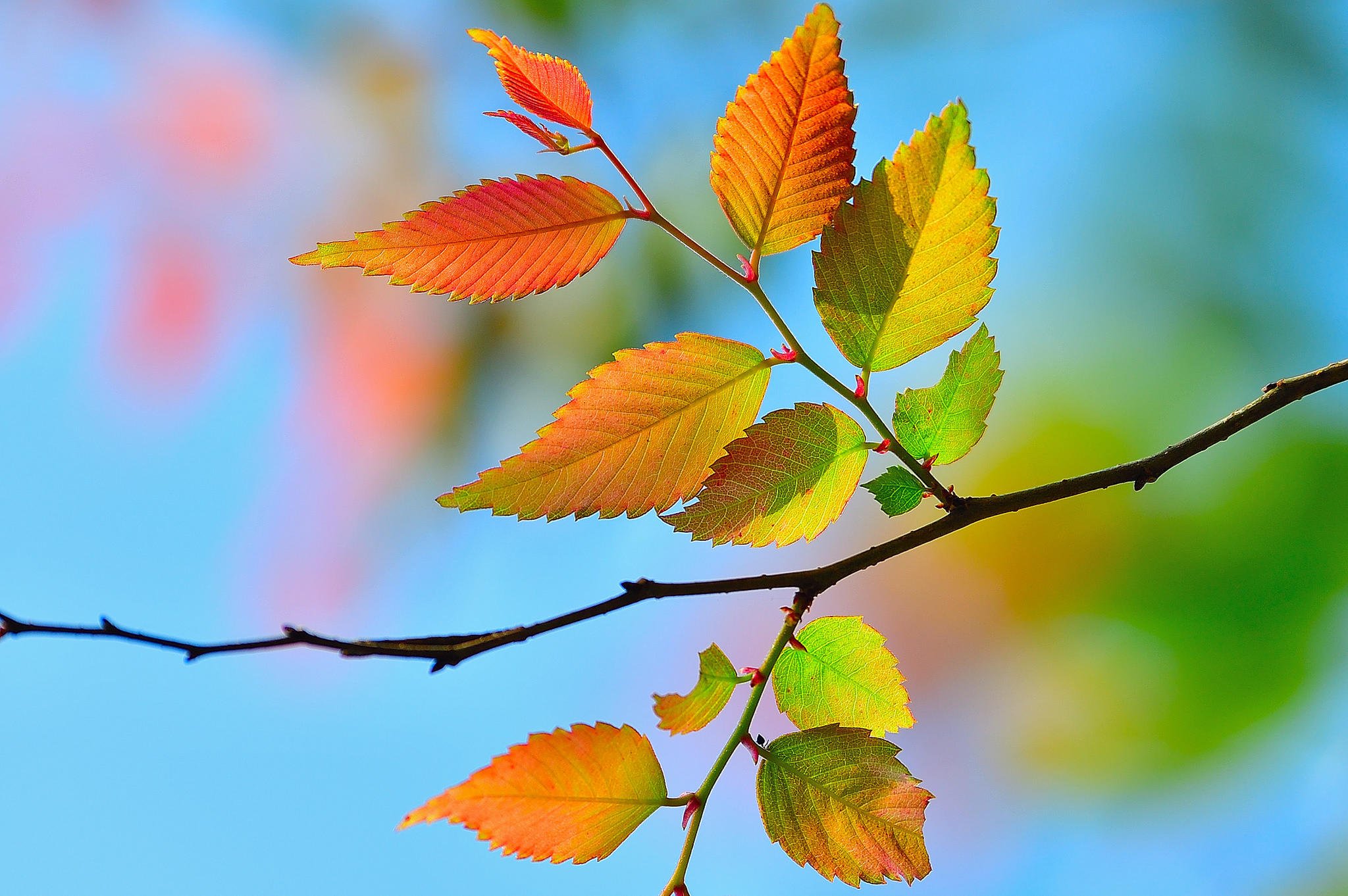 Ветка осенних листьев. Красивые листья. Осенняя веточка. Ветка с листьями. Ветка с осенними листьями.