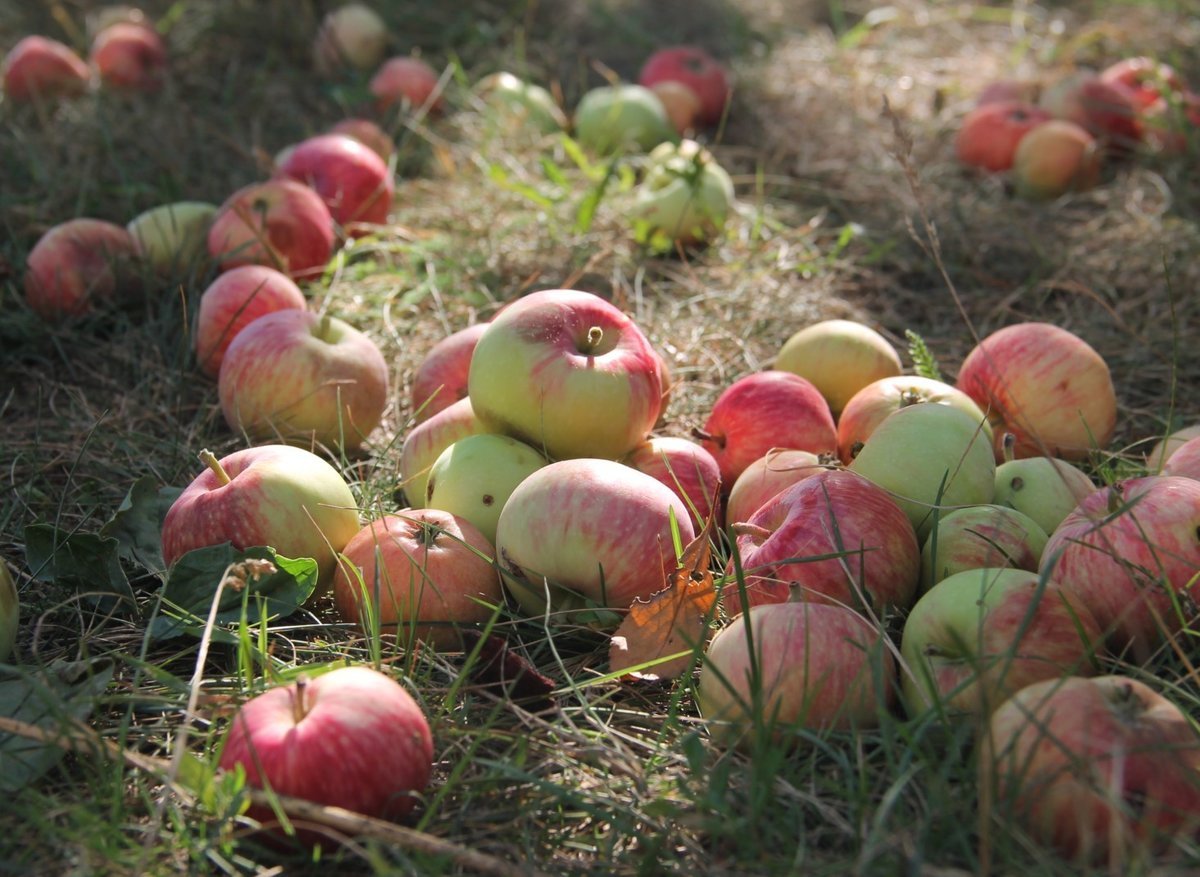 Какое яблоко в земле растет. Яблоня сеянец Титовки. Ясная Поляна яблони. Падалица яблок. Яблоки на траве.
