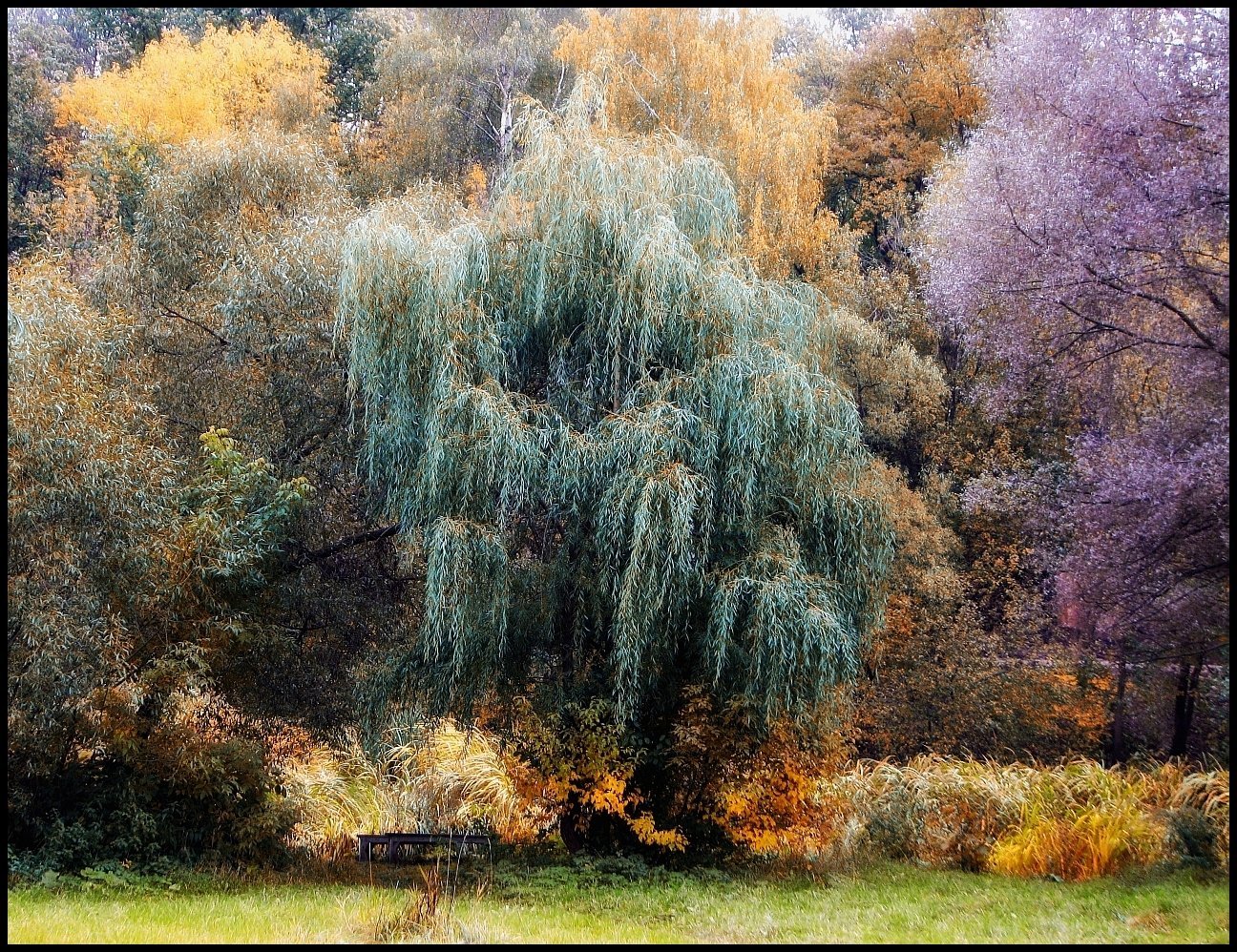 Серебристая осень. Ива белая плакучая осень. Плакучая Ива осень. Плакучая Ива осенью. Осенняя Ива плакучая.