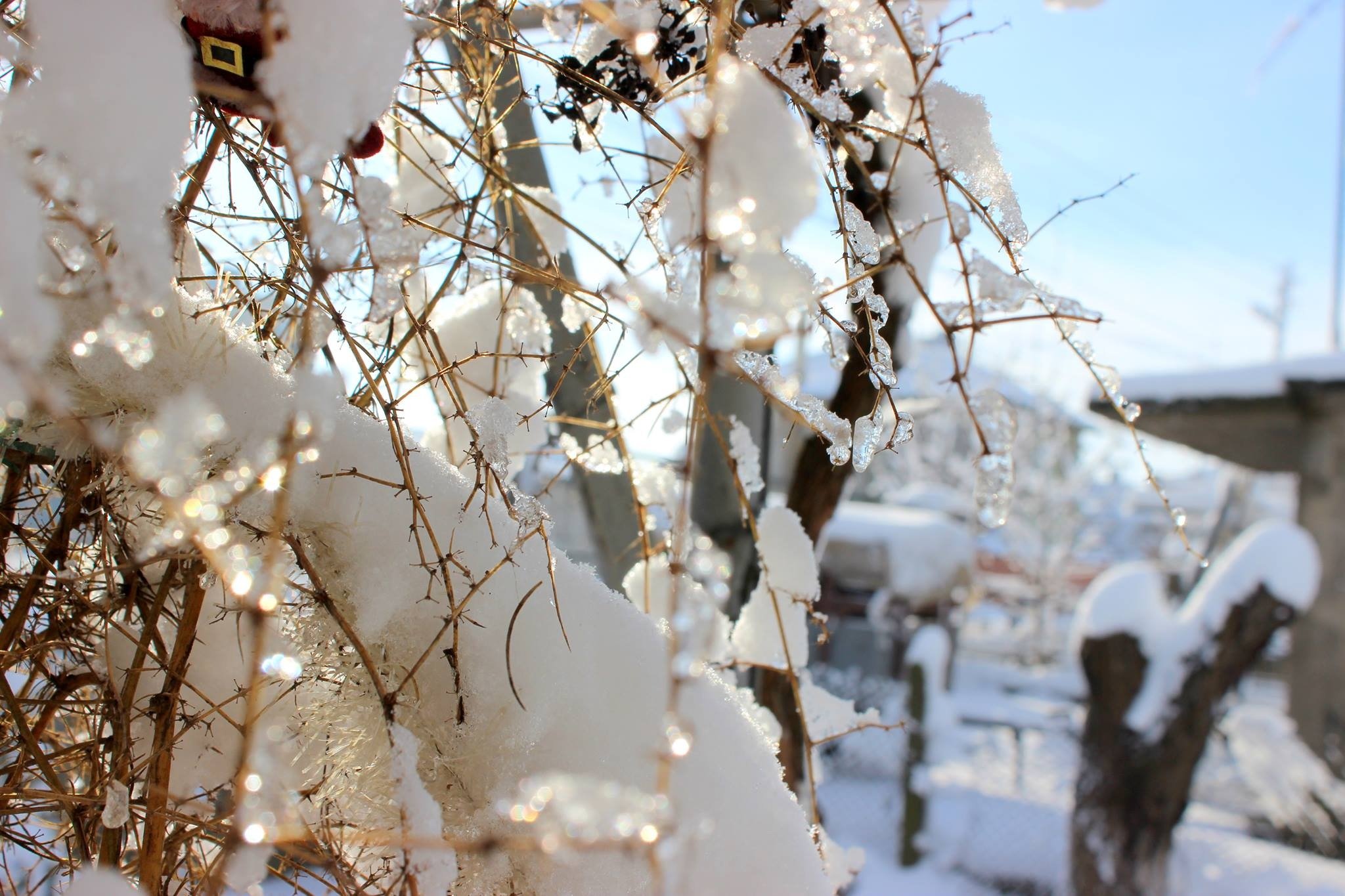 Теплый летний снег. Снег на ветках деревьев. Деревья в снегу весной. Зимнее дерево.