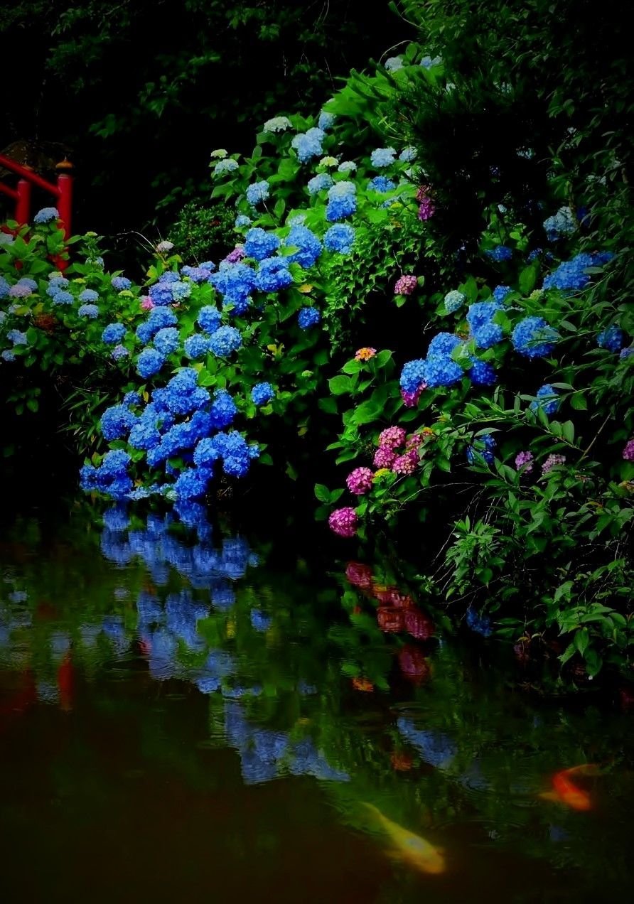 Синие цветы в саду