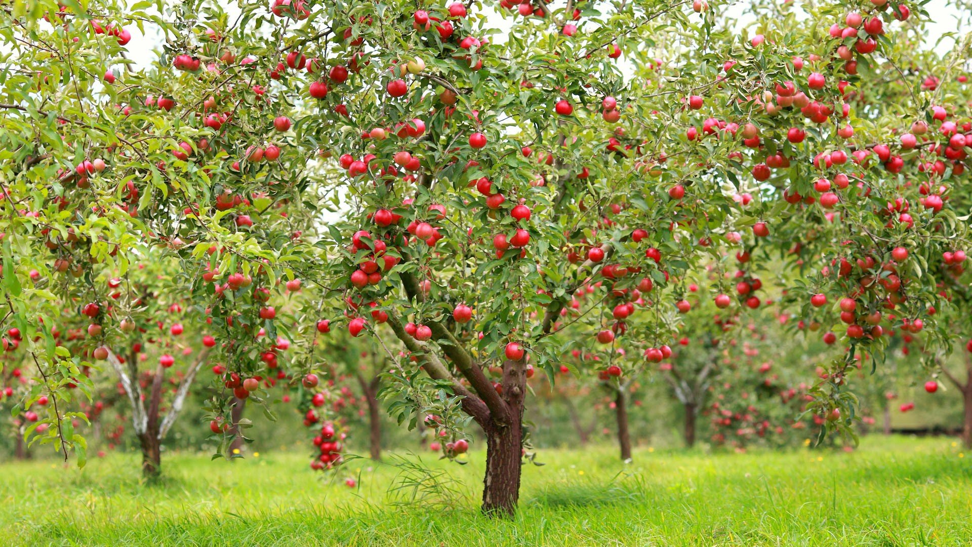 Дерево яблоня с красными яблоками