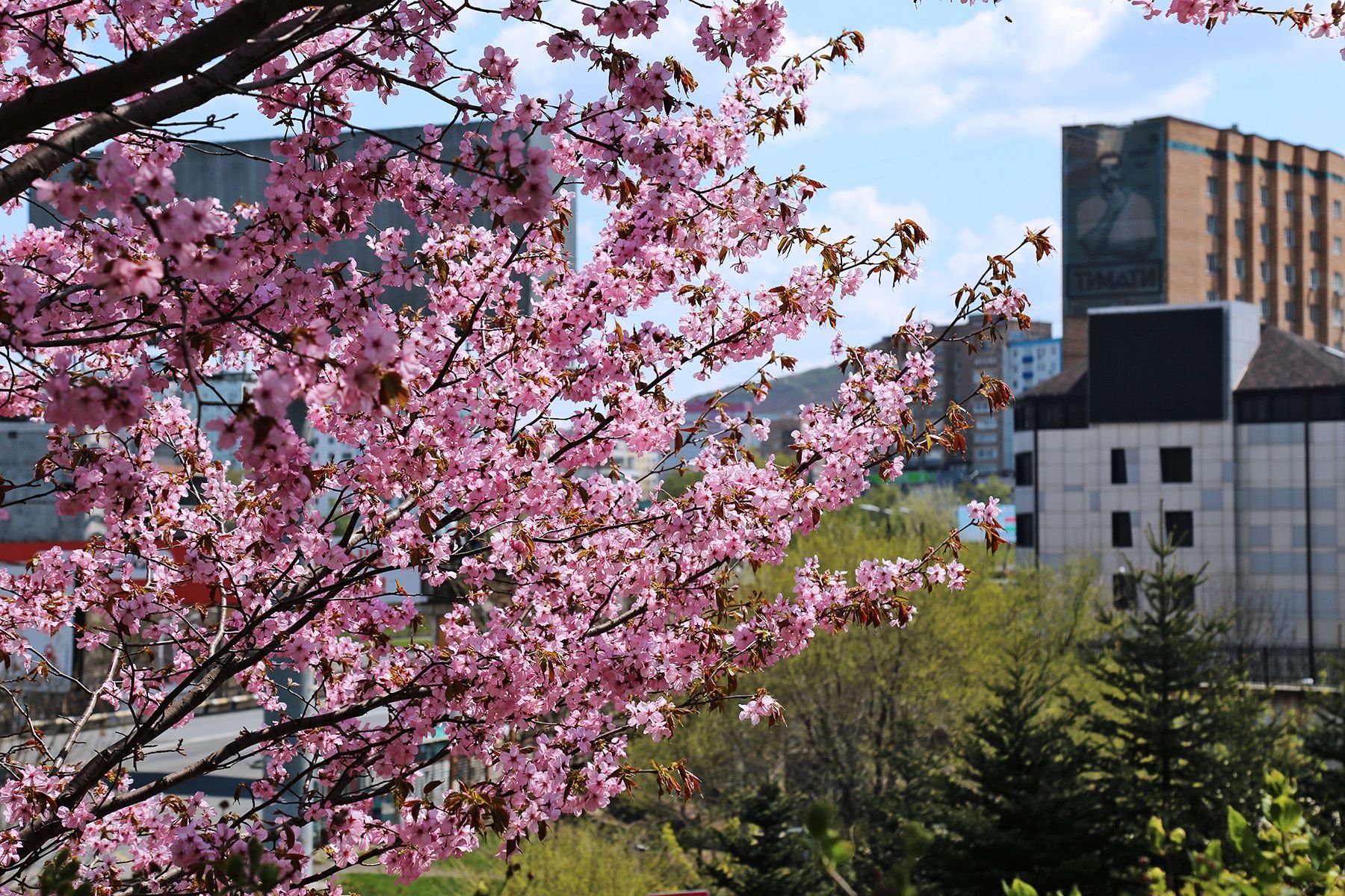 япония когда цветет сакура
