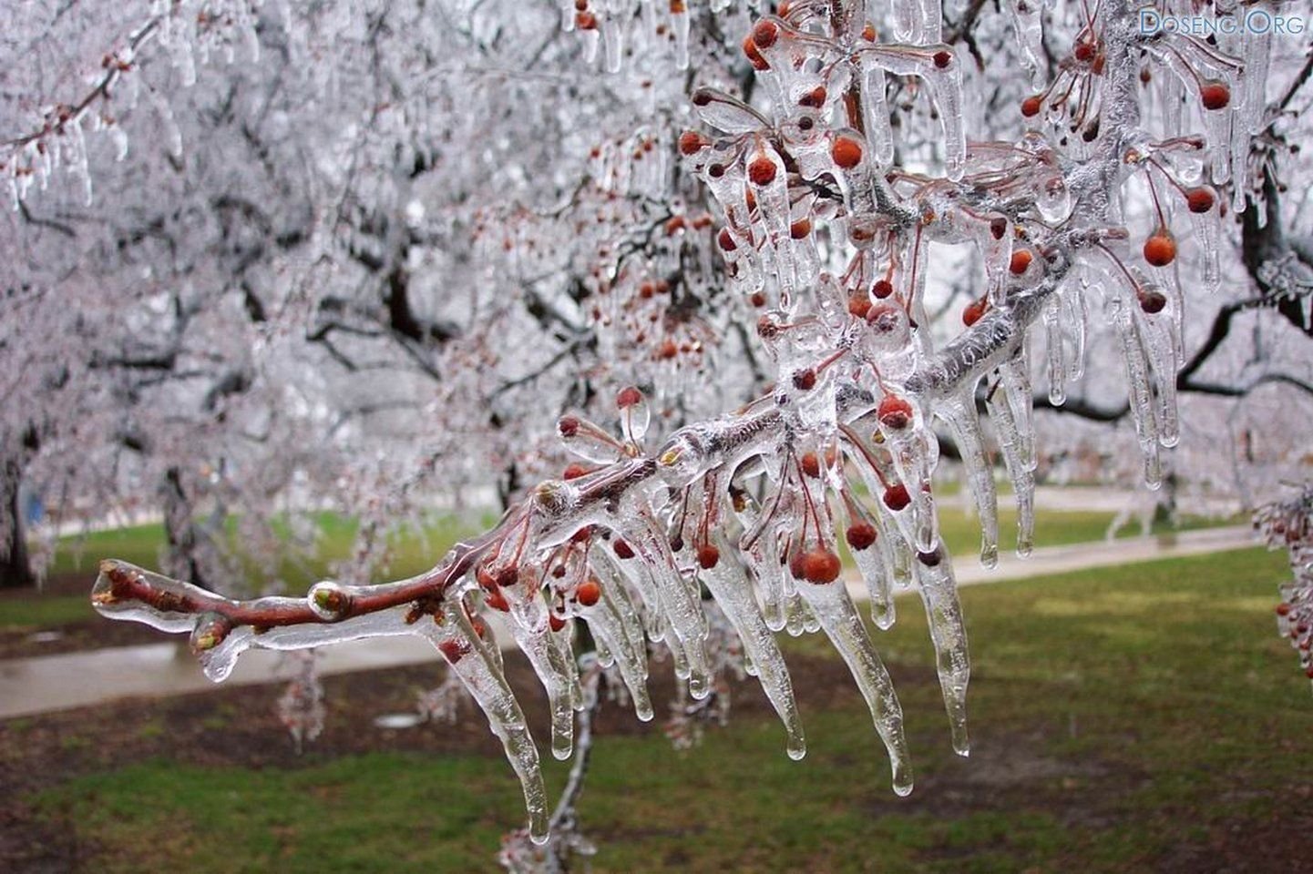 Березки лед. Плакучая вишня. Ледяное дерево. Деревья во льду. Обледенение деревьев.