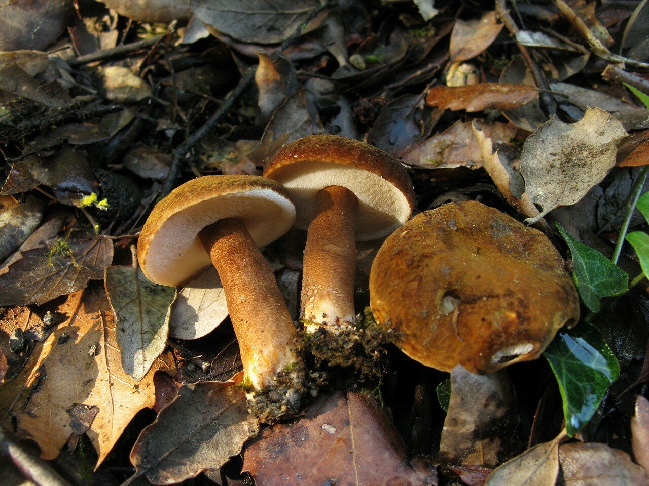 Каштановый гриб (каштановик, Гиропорус каштановый) (Gyroporus castaneus