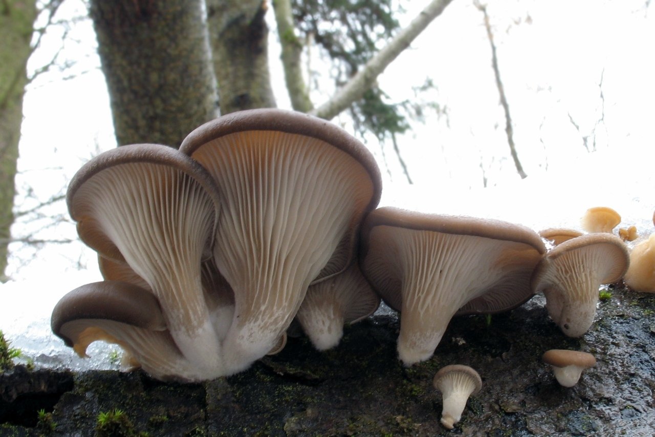 Есть грибы вешенки. Вёшенка обыкновенная / Pleurotus ostreatus. Вешенка Pleurotus ostreatus. Вёшенка обыкновенная грибы. Вёшенка обыкновенная съедобные грибы.