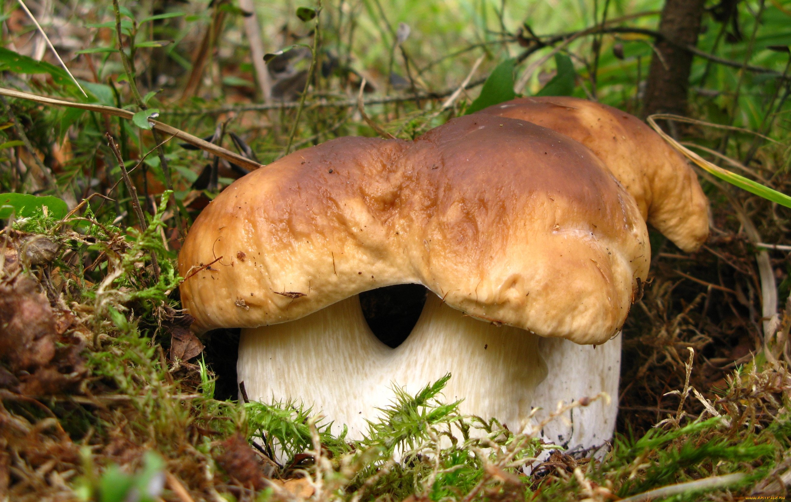 Белый гриб в природе