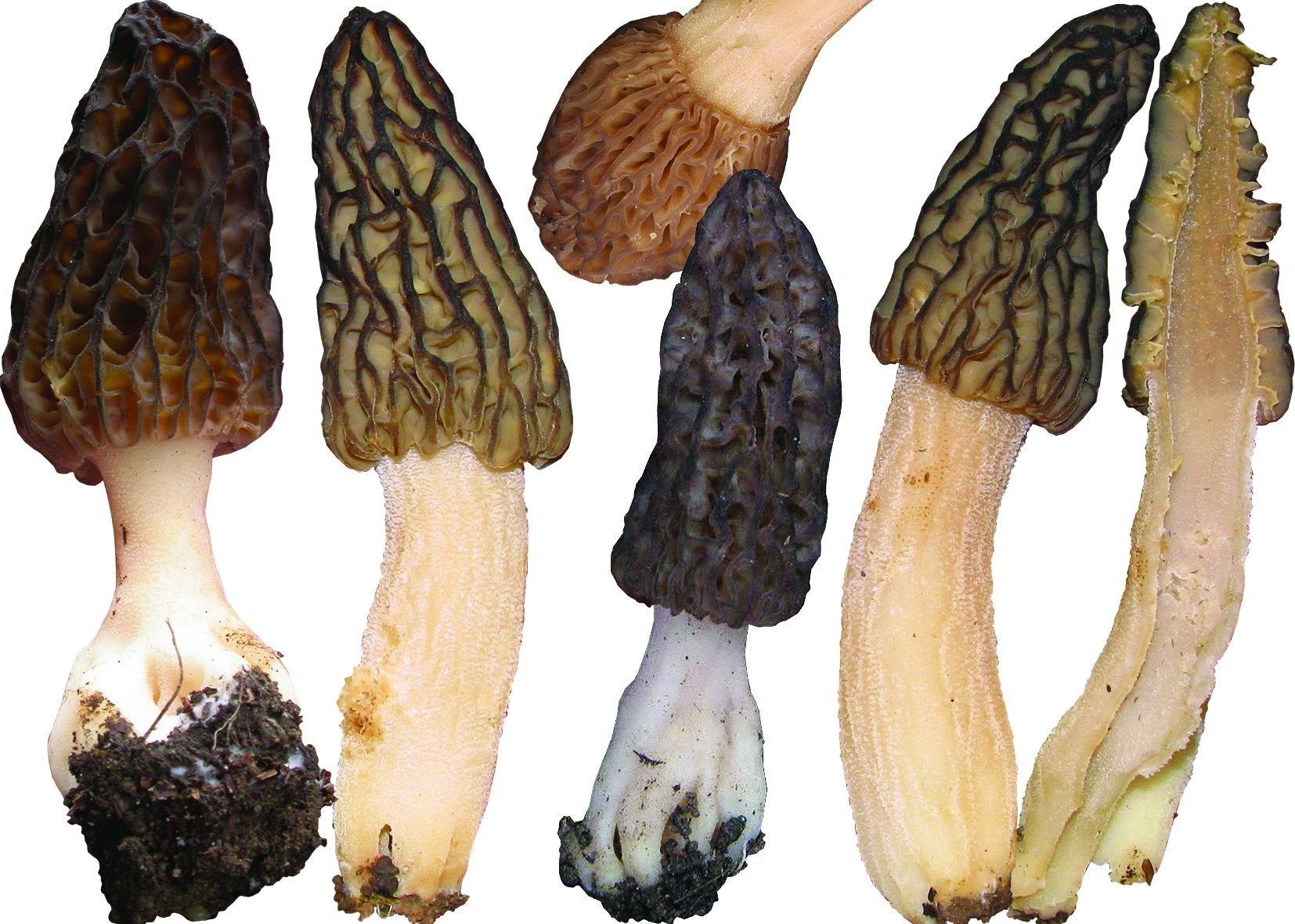 Сумчатый гриб похожий на сморчок. Сморчки грибы. Сморчки грибы съедобные. Сморчок съедобный (Morchella esculenta).. Сморчки грибы сморчки.