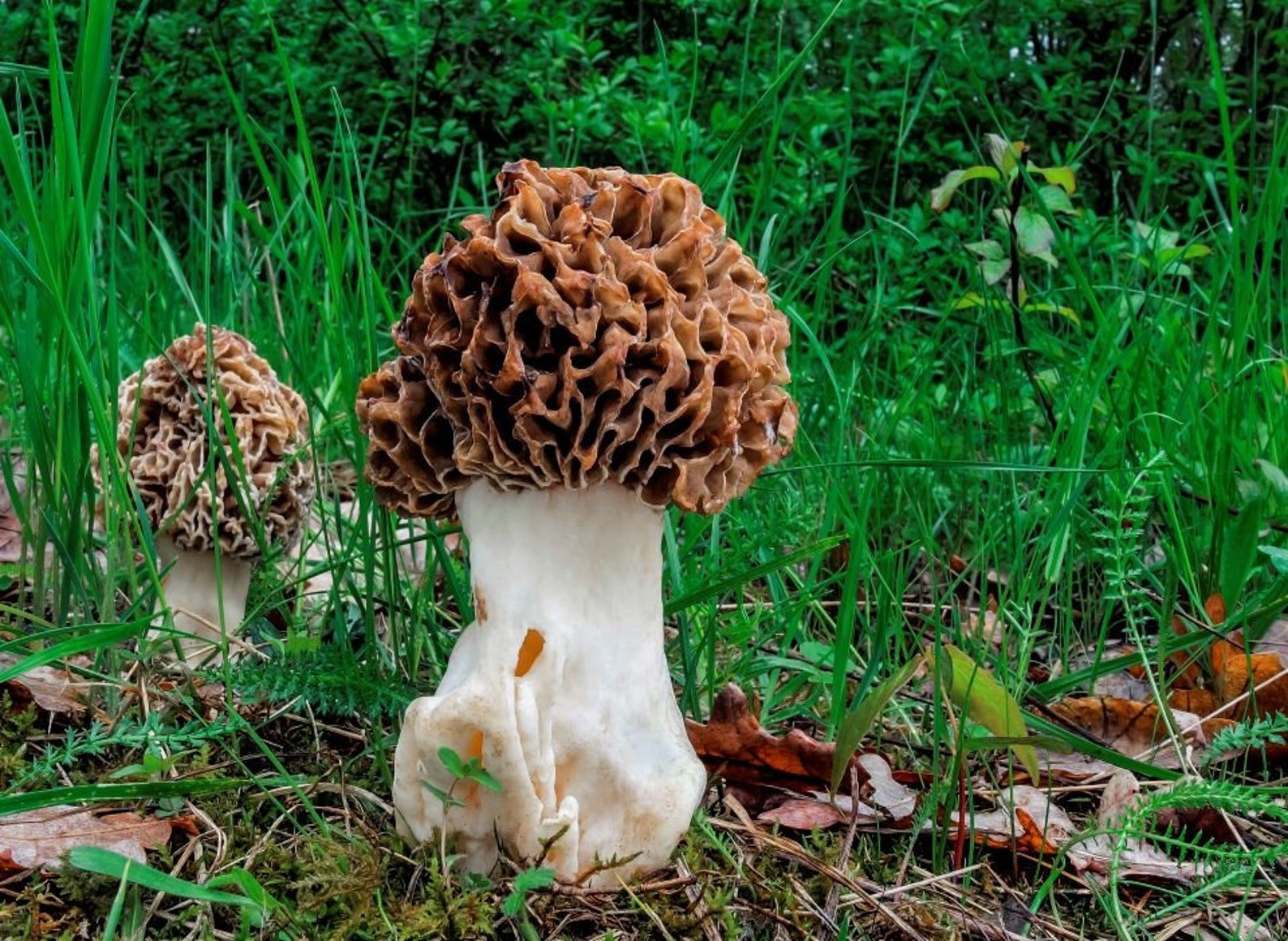 Сумчатый гриб похожий на сморчок. Сморчок толстоногий гриб. Сумчатые грибы сморчки. Аскомицеты сморчки. Сморчок толстоногий (Morchella crassipes).