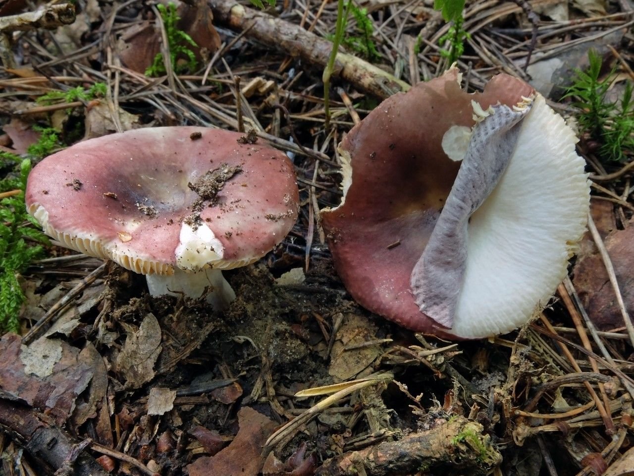 Russula Cessans