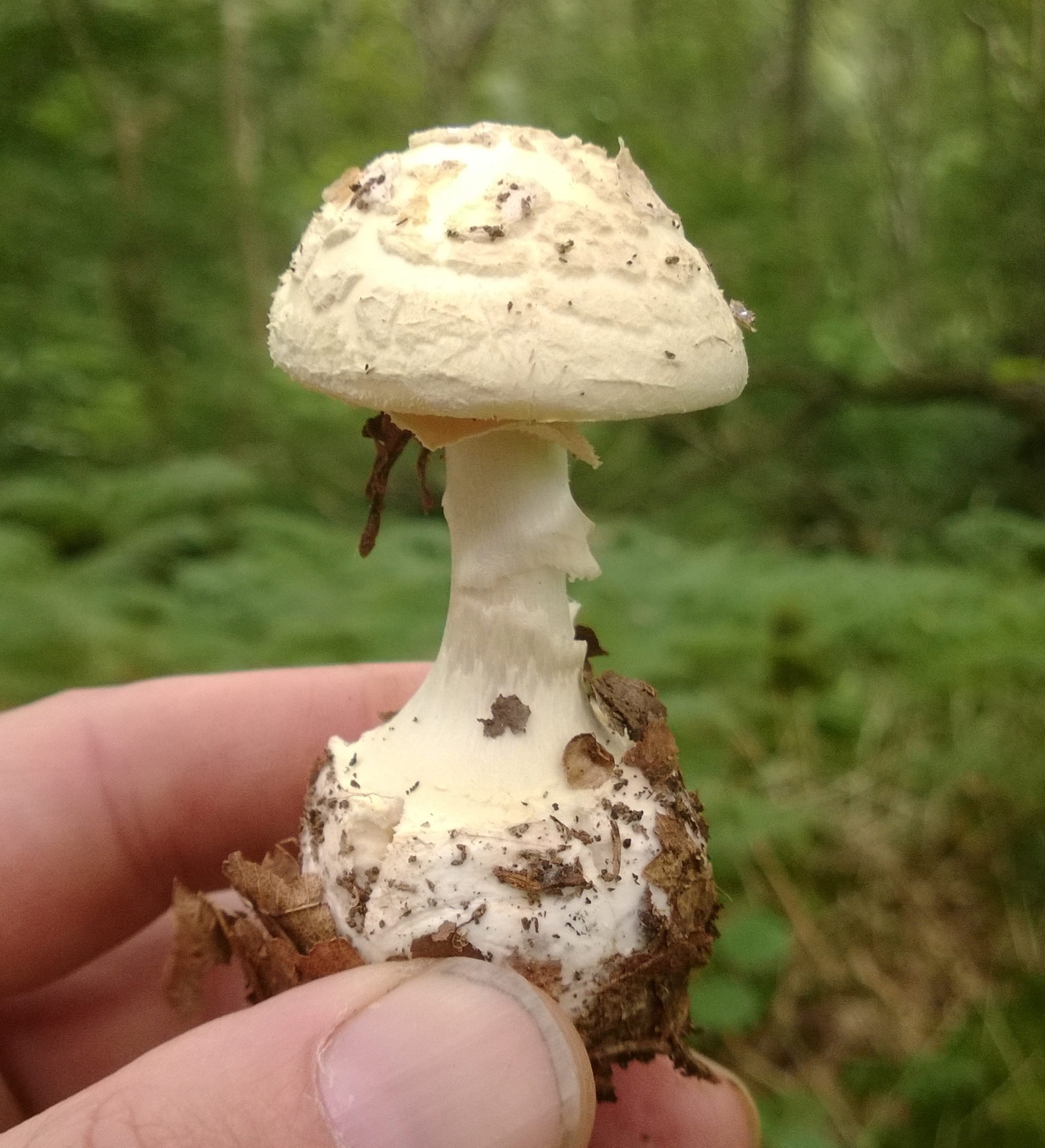 Какие грибы похожи на поганки. Бледная поганка гриб. Гриб зонтик поганка. Бледная поганка (Amanita phalloides). Мухомор пантерный.