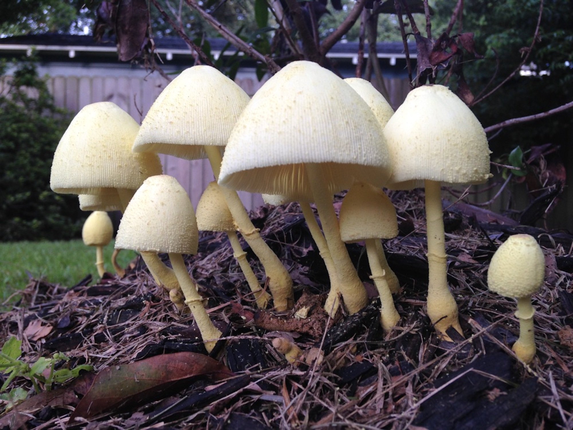 Поганка гриб фото. Бледная поганка. Черная поганка гриб. Poromycena manipularis. Поганка Toadstools.