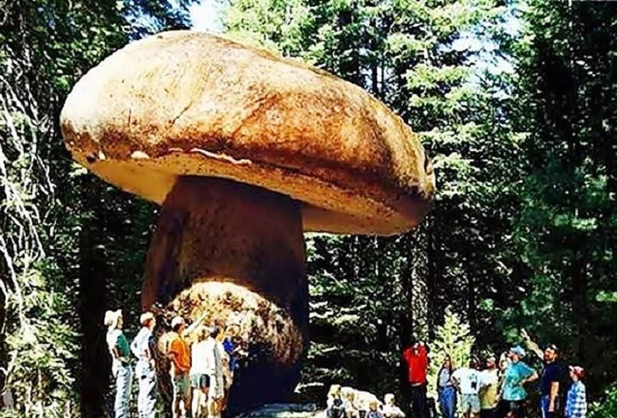 Самые тяжелые организмы. Самый большой гриб в штате Орегон. Гриб в Малеурском национальном лесу штат Орегон. Король гриб в Малеурском национальном лесу, штат Орегон, США.. Король грибов штат Орегон.