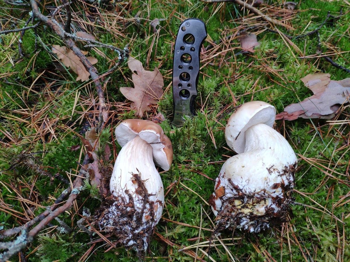 Весной есть грибы. Грибы в Подмосковье. Белые грибы в Подмосковье. Белые грибы Ярославская область. Белый гриб сейчас.