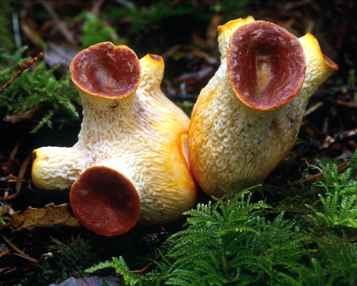 Самый редкий гриб. Гомфус чешуйчатый гриб. Gomphus floccosus. Грибы Кампанелла необычные грибы. Редкие красивые грибы.