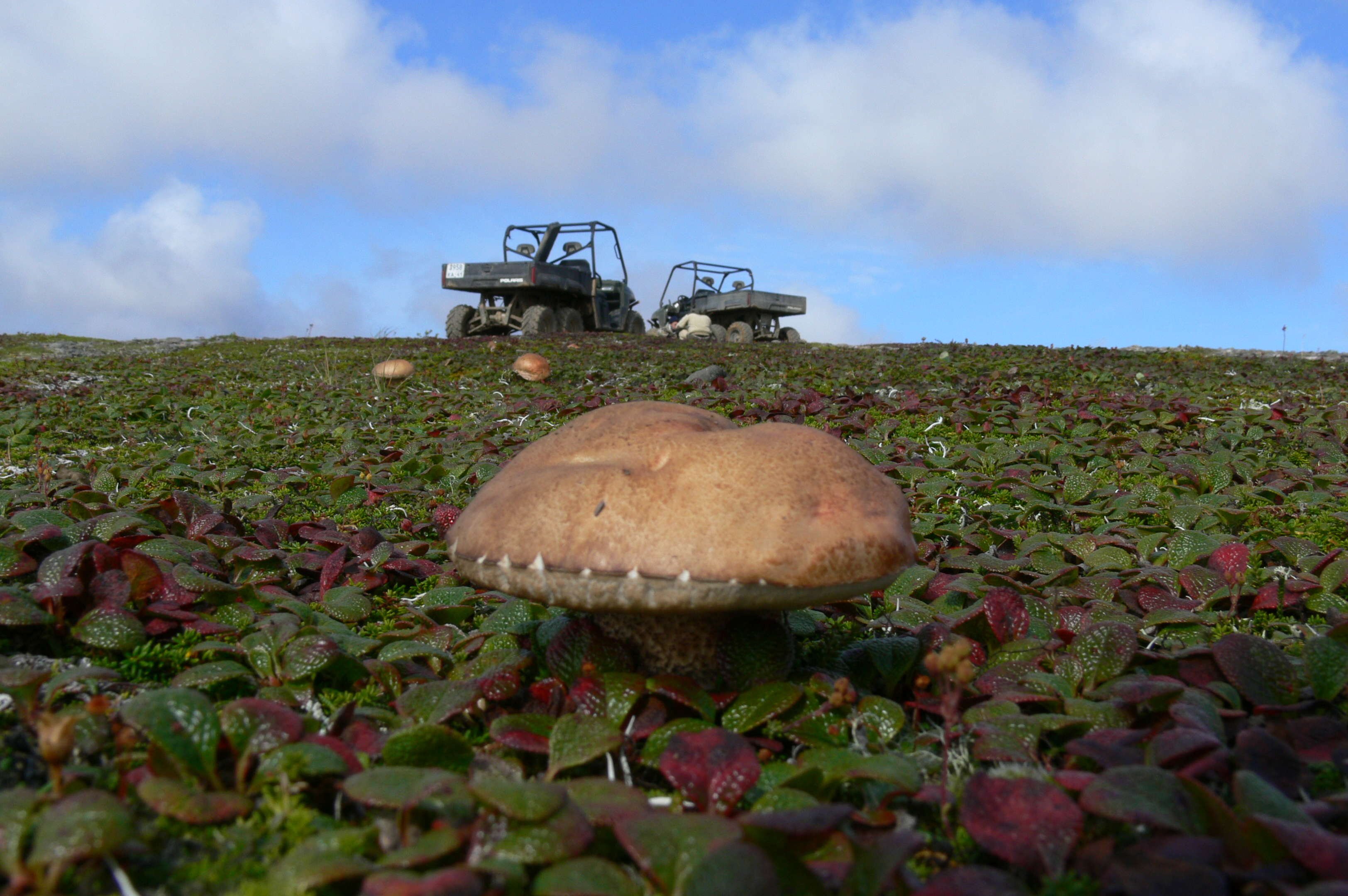 Белые грибы на Командорских островах
