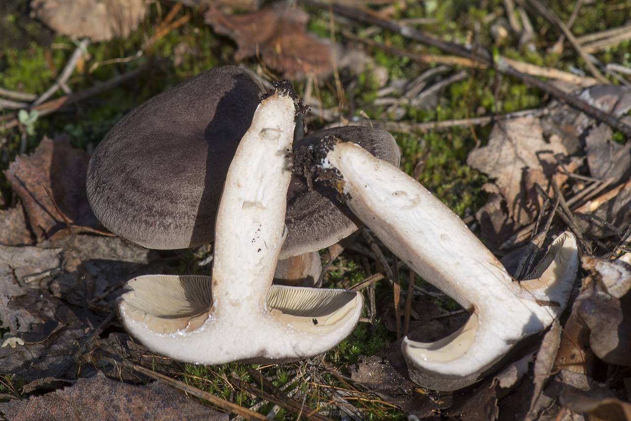 Грибы серушки. Млечник гриб серушка. Осенние грибы серушки. Lactarius flexuosus. Серуха Болотная.