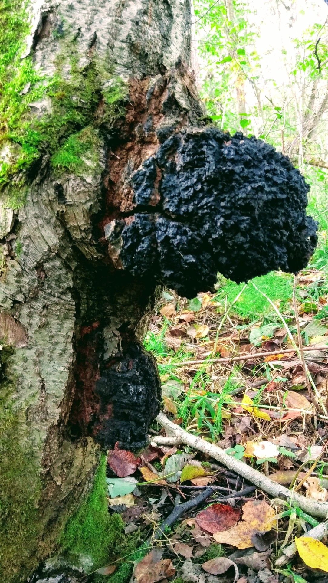 Растет на дереве чага. Чага Березовая. Чага (березовый гриб). Древесная чага. Лесной гриб чага.