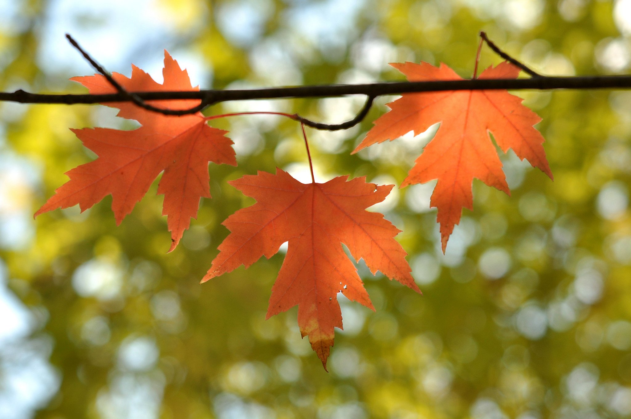 Ветка осенних листьев. Осенний кленовый лист. Maple кленовый лист. Осень листья. Осень кленовые листья.