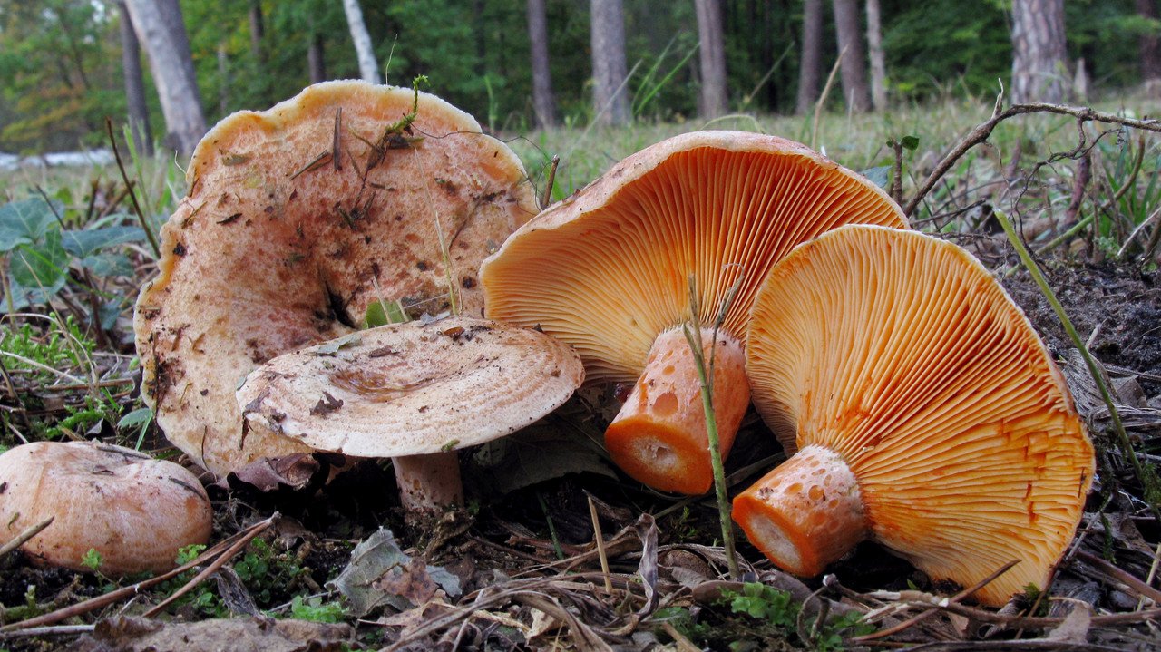 Рыжики опята. Рыжик Сосновый/Боровой (Lactarius deliciosus);. Царский гриб Рыжик. Королевский Рыжик гриб. Млечник неедкий оранжевый.