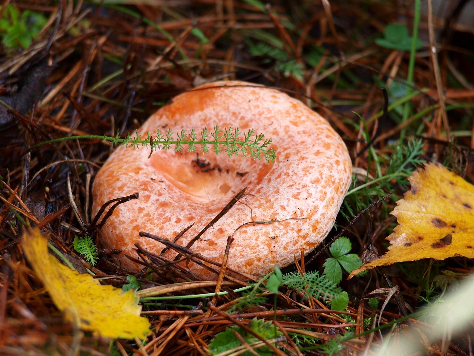 Осень рыжики. Гриб Рыжик Сосновый. Рыжик Симбионт гриб. Царский гриб Рыжик. Грибы грузди рыжики.