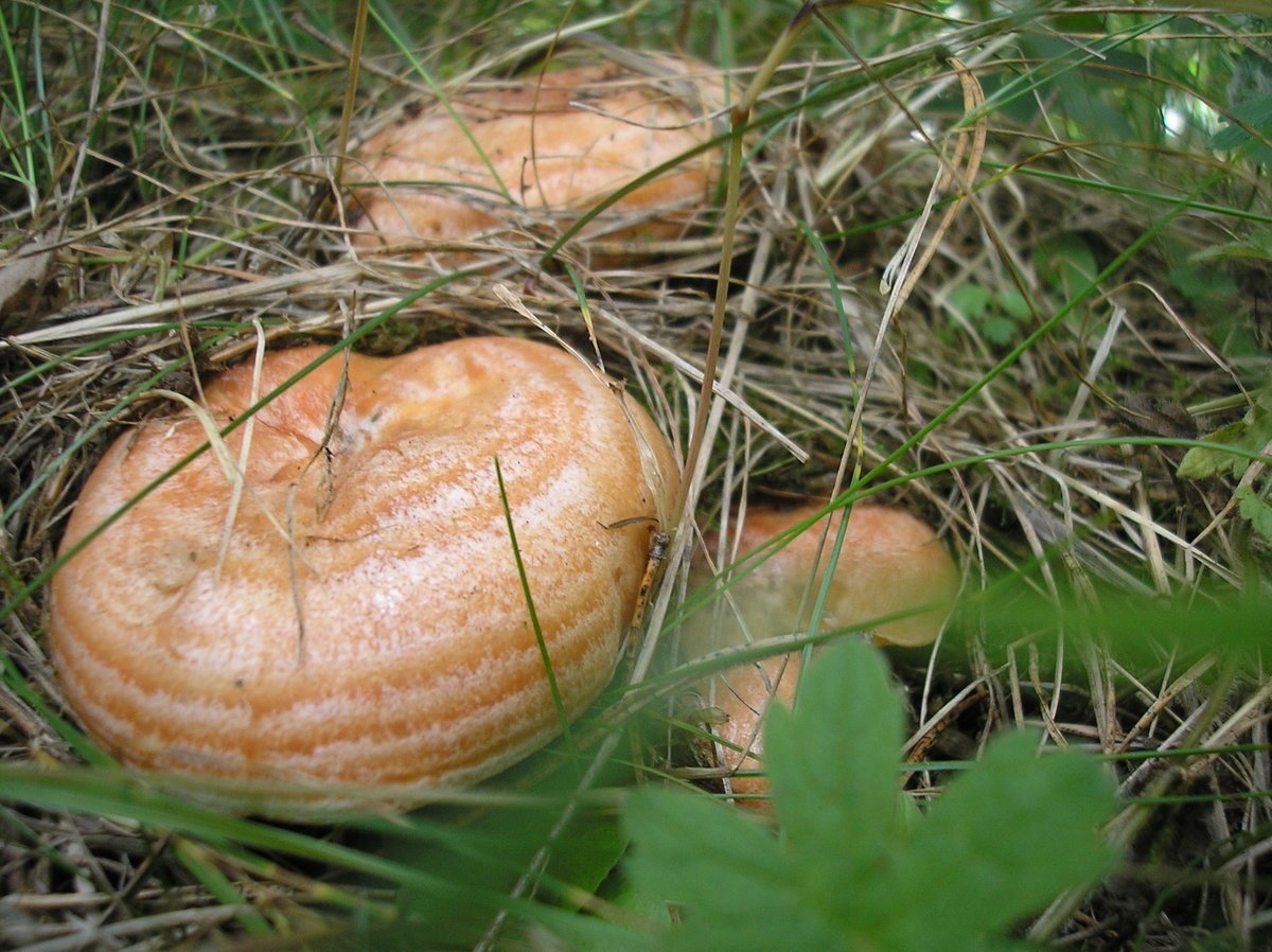 Рижик. Рыжик Сосновый/Боровой (Lactarius deliciosus);. Гриб Рыжик Сосновый. Рыжик деликатесный. Царский гриб Рыжик.