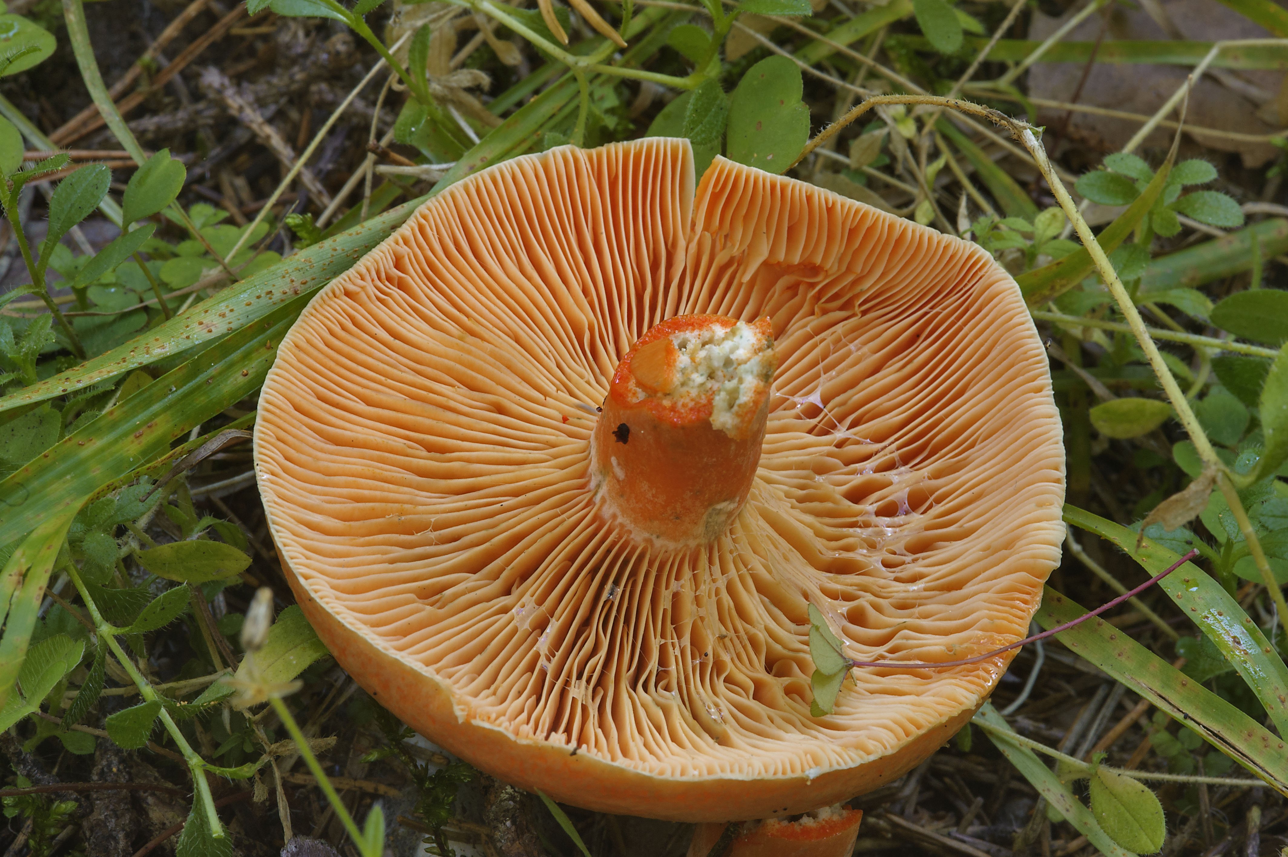 Покажи рыжика. Рыжик Сосновый/Боровой (Lactarius deliciosus);. Рыжик Боровой Сосновый. Царский гриб Рыжик. Рыжик Сосновый деликатесный.