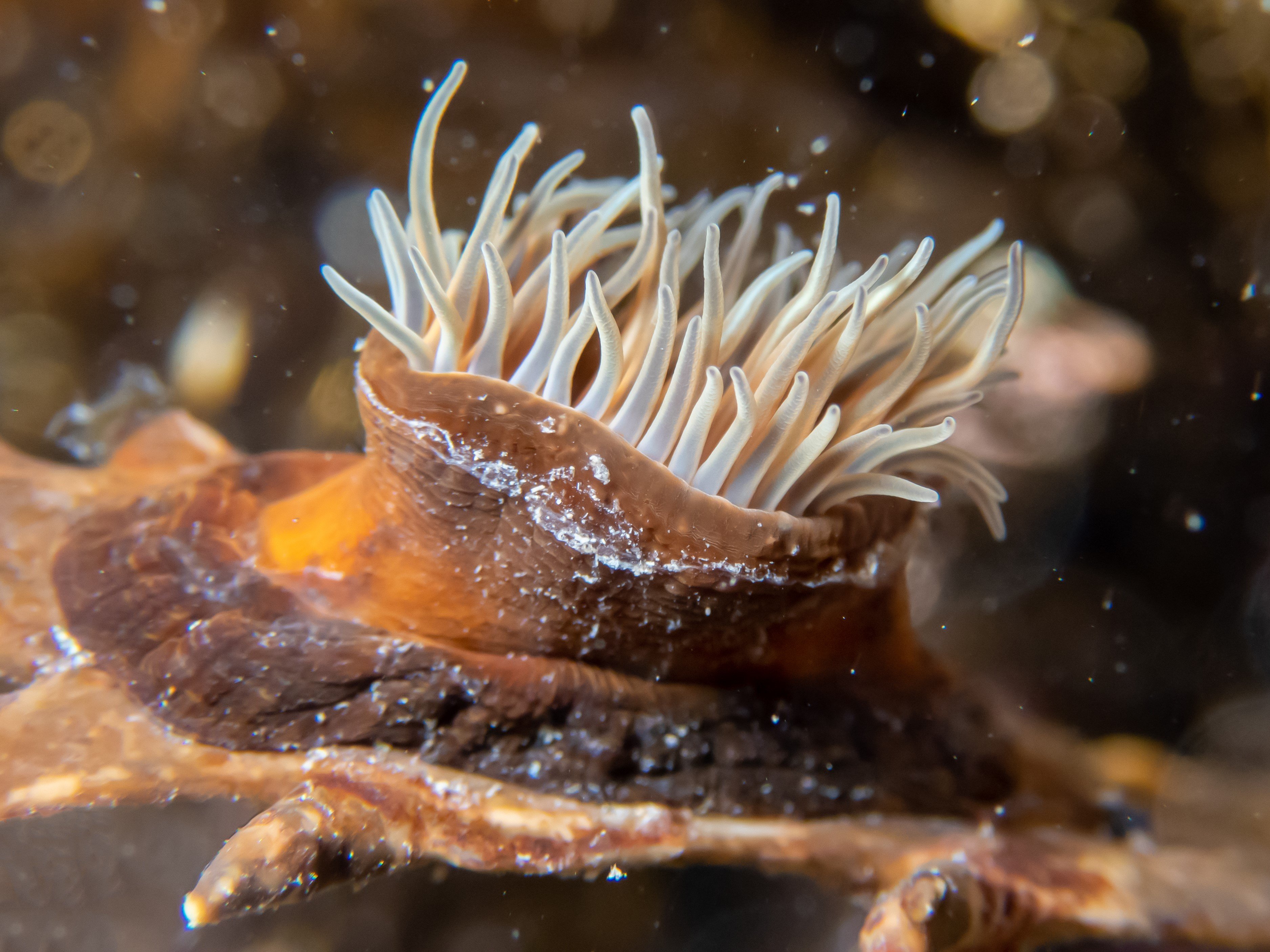 Где найти морской гриб в геншине