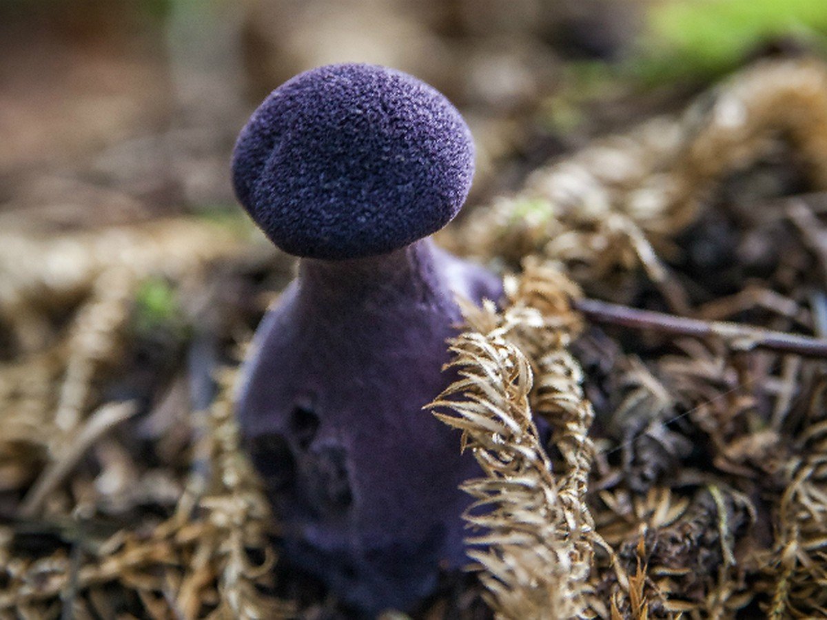 Гиб гибы. Паутинник фиолетовый гриб. Удивительные грибы паутинник фиолетовый. Паутинник лиловый. Паутинник фиолетовый гриб съедобный.
