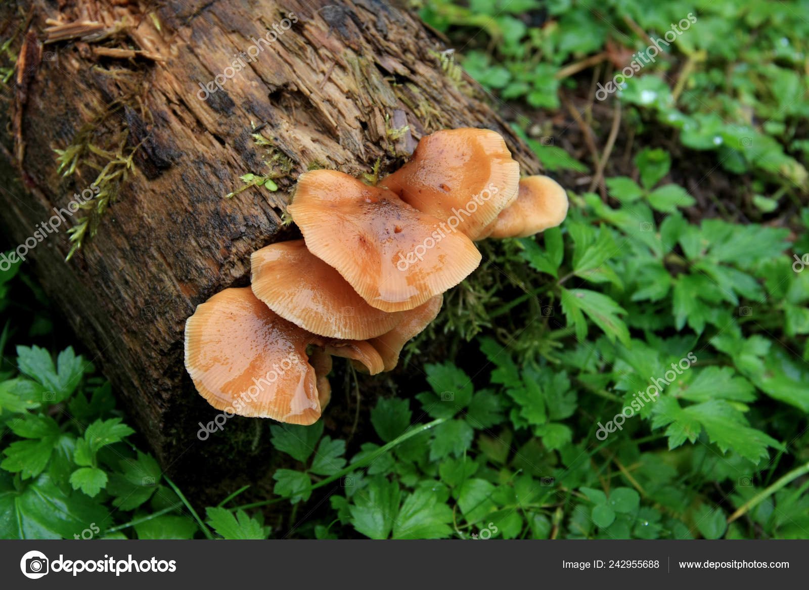 Оранжевый гриб растет на пнях
