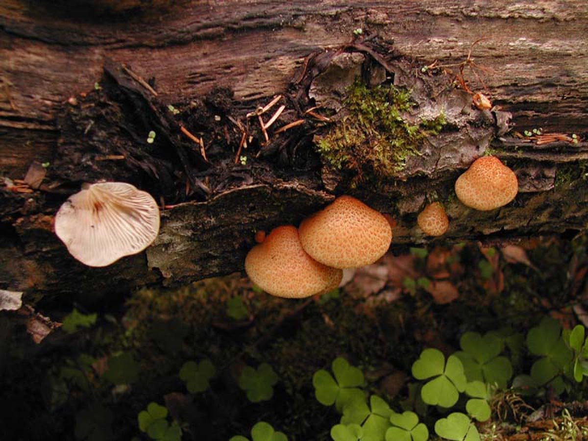 Пластинчатый гриб на дереве. Древесный гриб Агарикус. Грибы Polyporus пень. Древесные опята. Грибы растущие на деревьях и пнях.