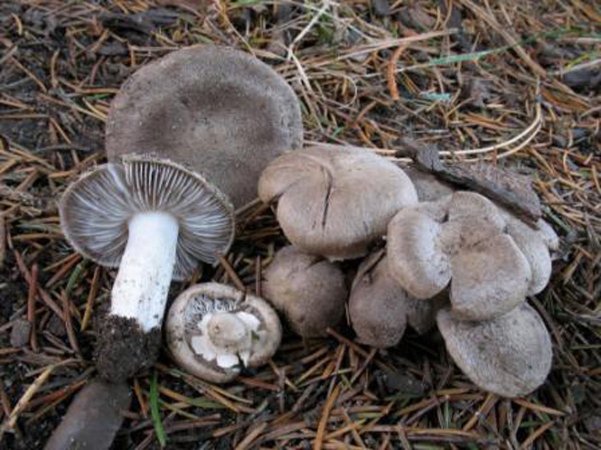 Грибы мышата фото. Рядовка землистая съедобные грибы. Tricholoma pardinum. Рядовка наземная. Рядовка серая тигровая.