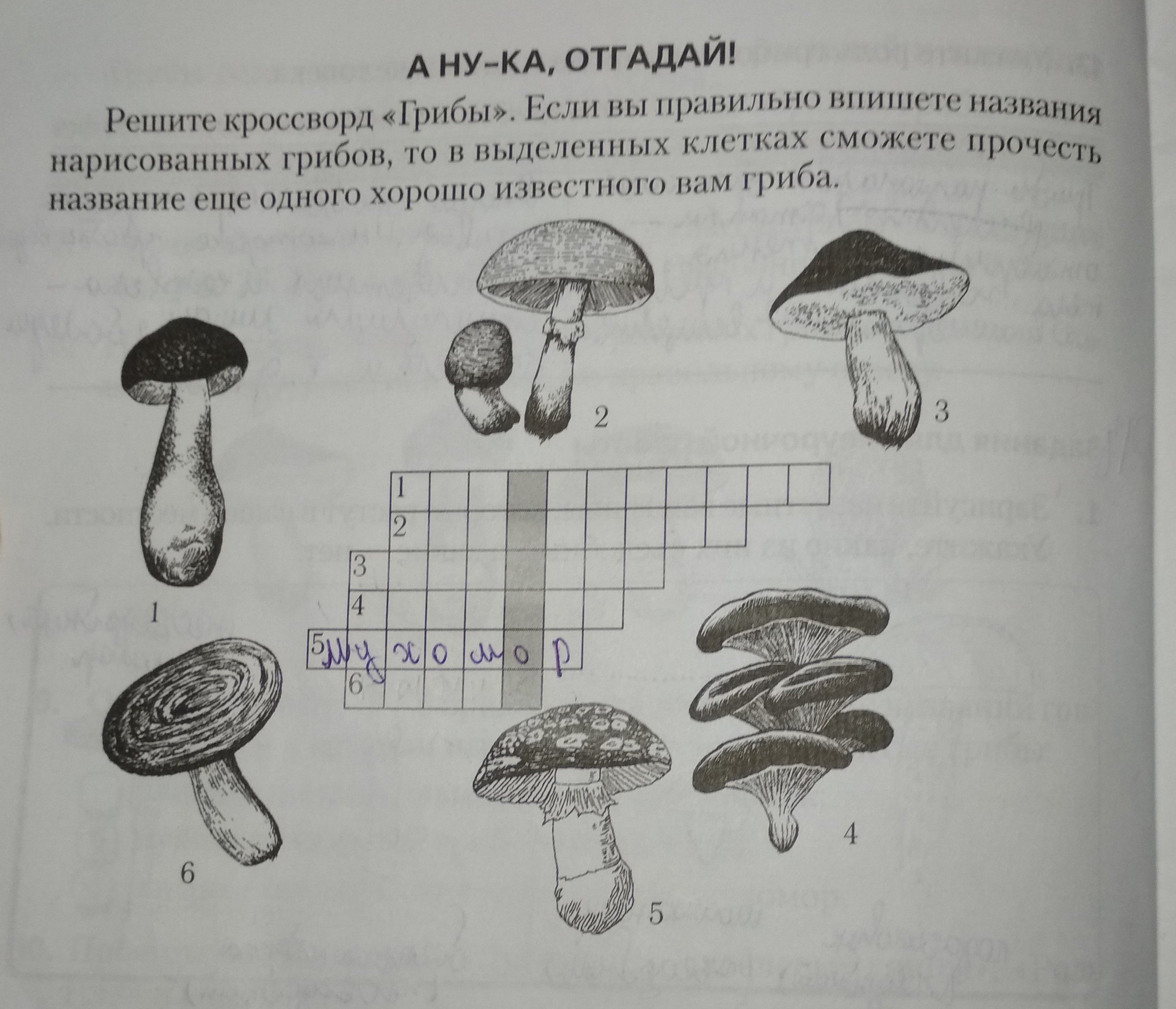 Тест грибы 7 класс с ответами. Кроссворд по биологии 6 класс грибы. Кроссворд про грибы. Кроссворд на тему грибы. Кроссворд про грибы для детей.