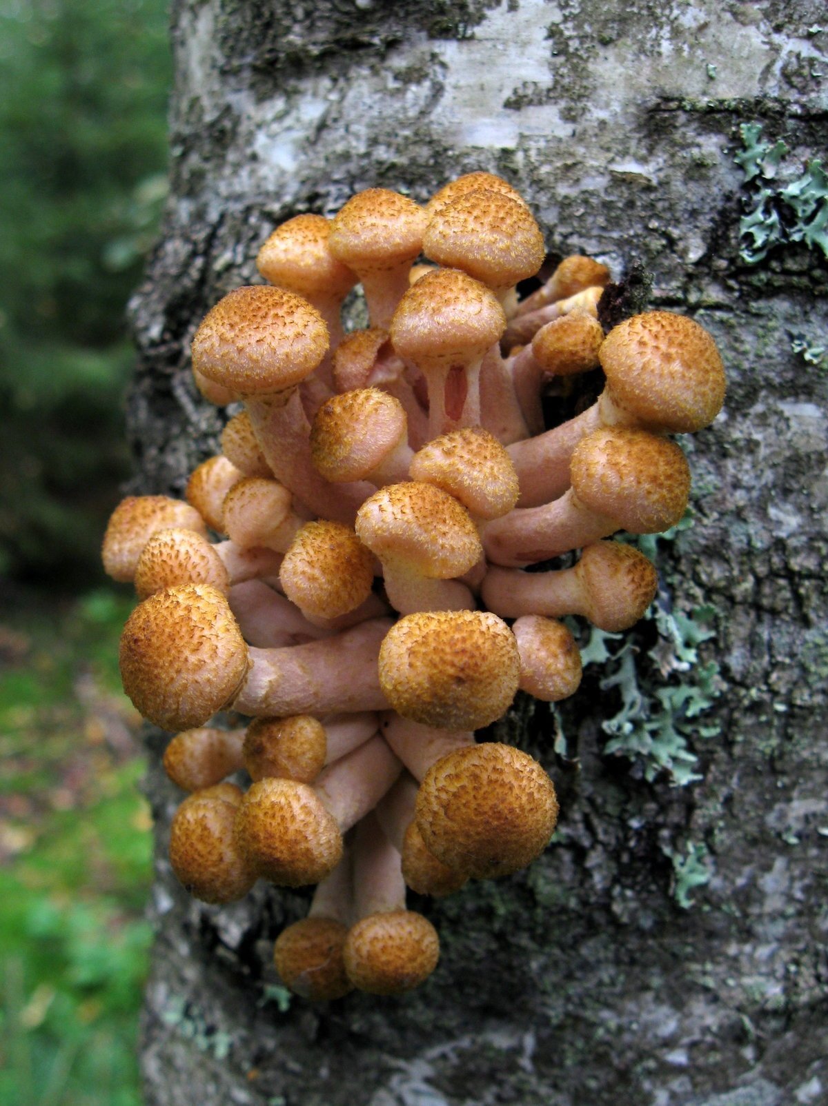 Картинки опенка осеннего. Опенок осенний (Armillaria mellea; Armillaria Borealis. Опенок летний (kuehnerоmyces mutаbilis).. Опёнок Боровой. Опята рябыши.