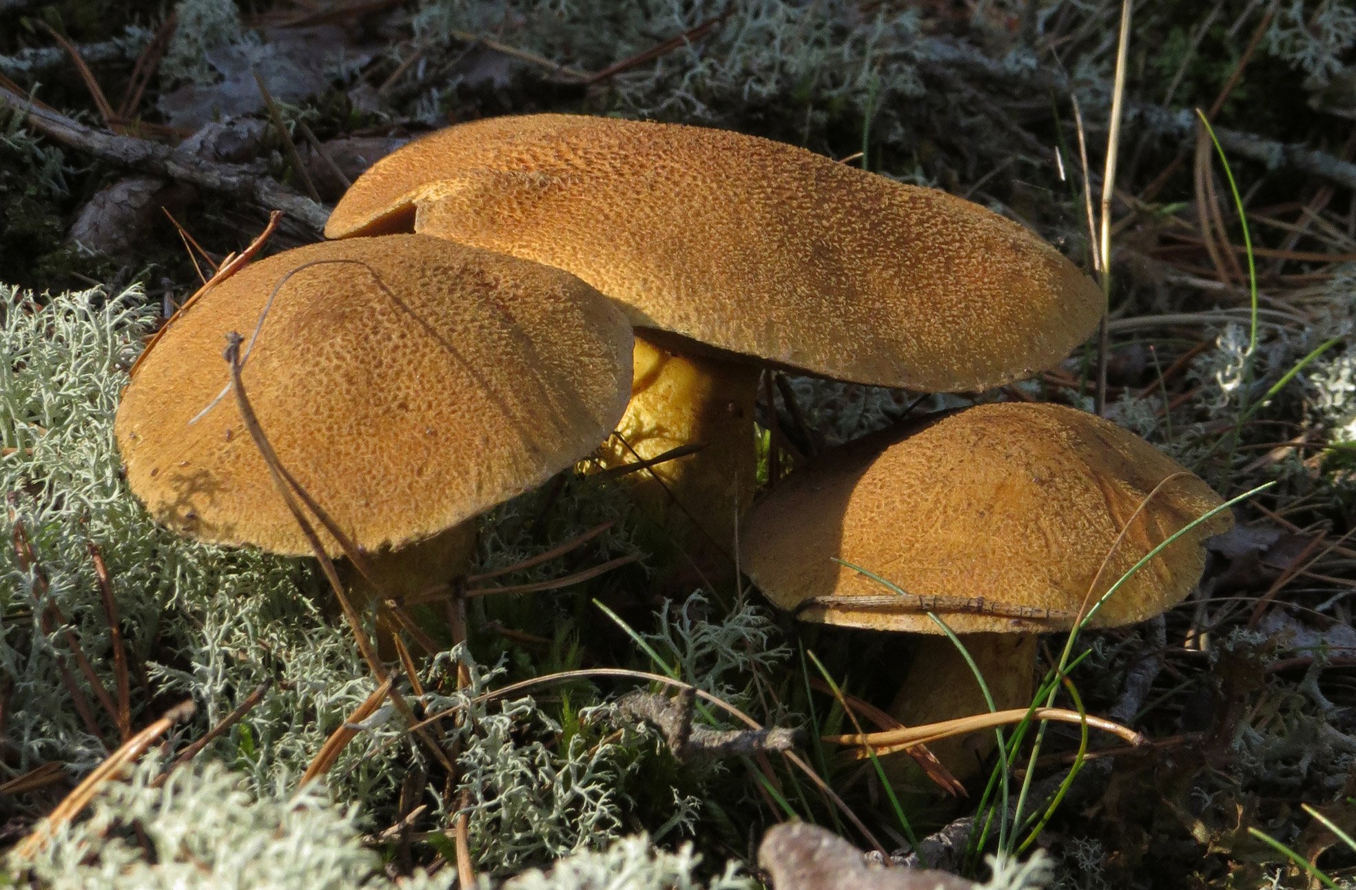 Съедобный гриб семейства. Гриб моховик (Козляк. Моховик припорошенный гриб. Гриб моховик желто-бурый. Моховик болотный.