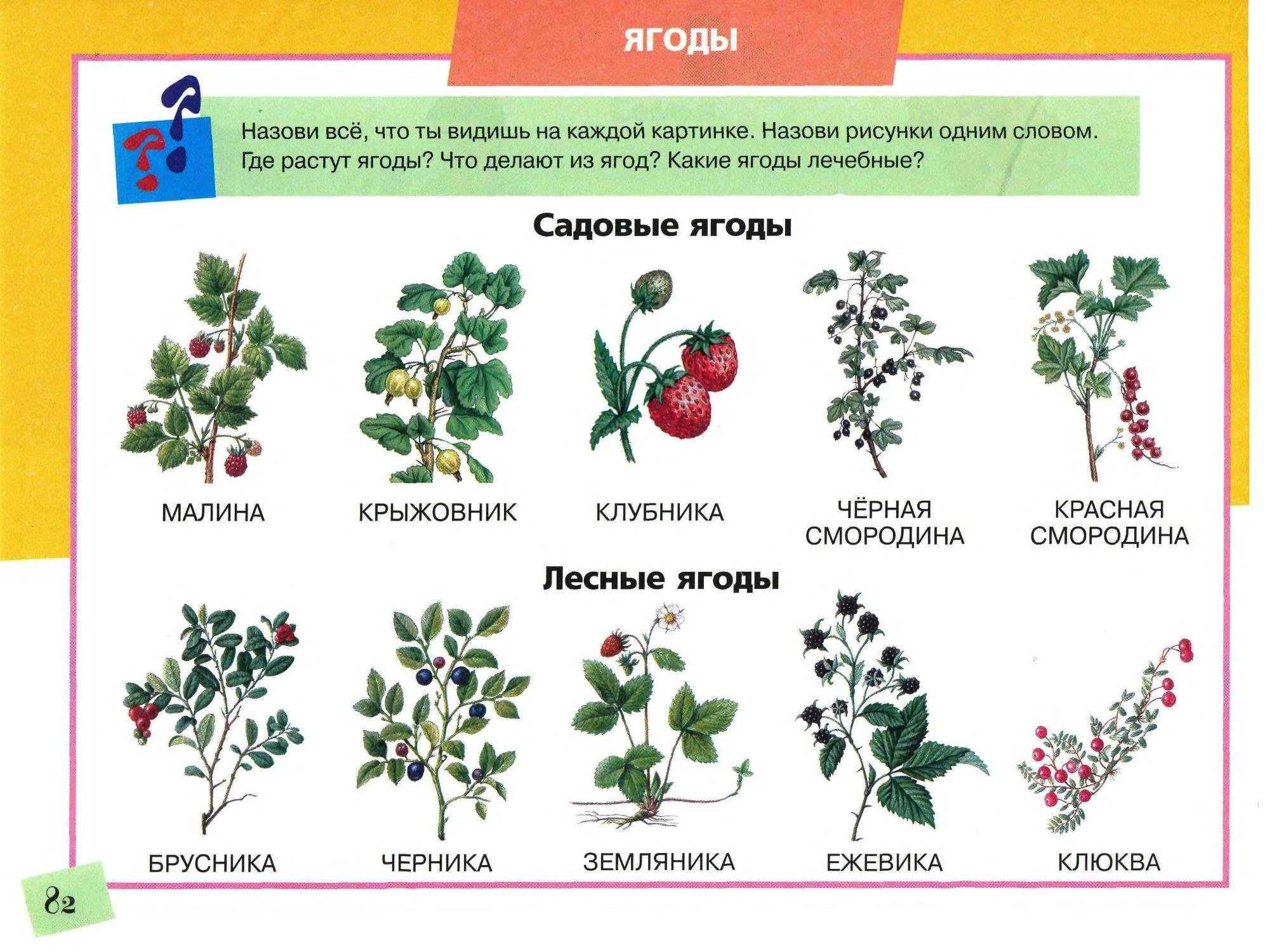 Лесные ягоды для дошкольников