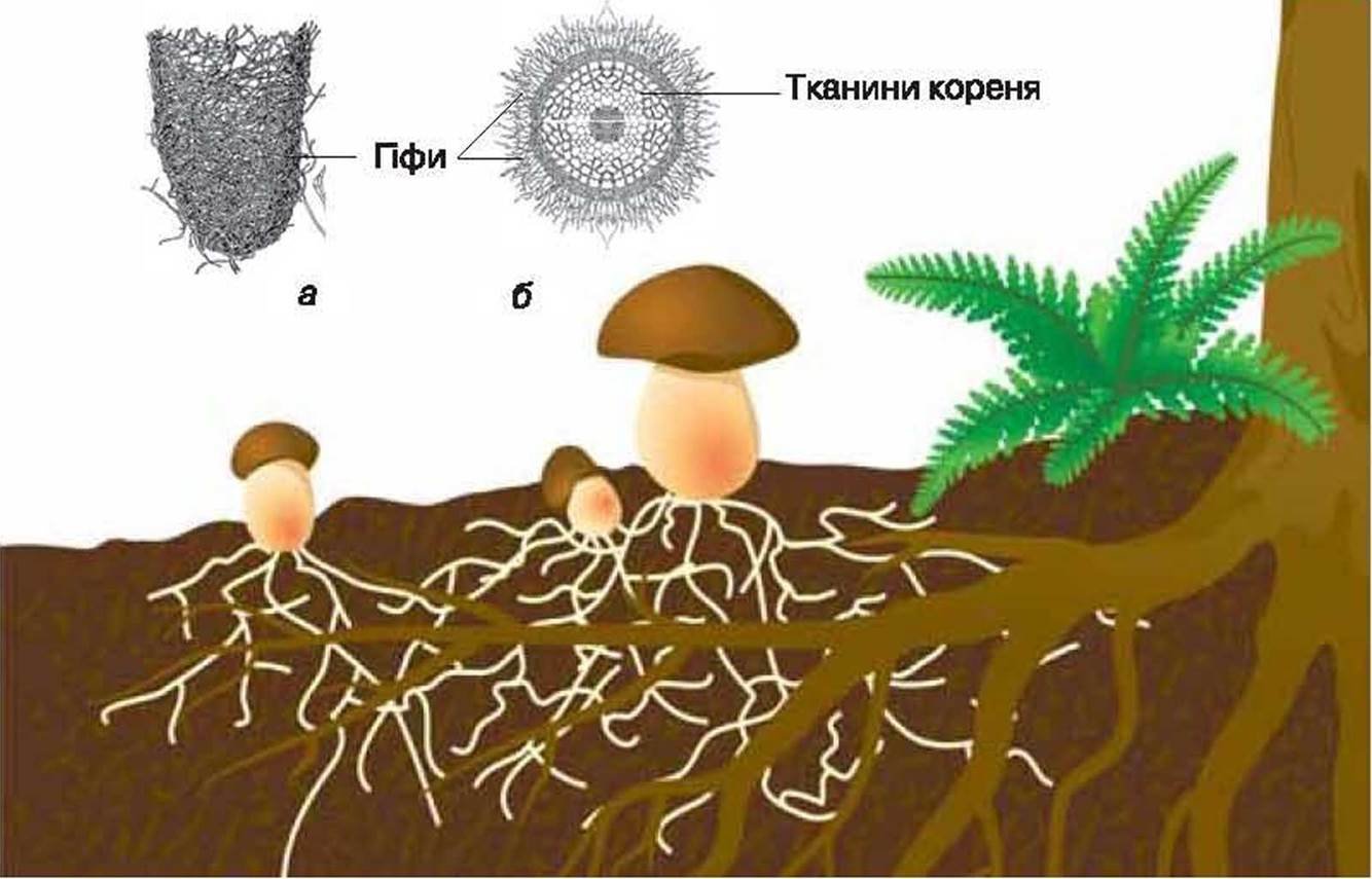 Способны образовывать мицелий. Микориза грибокорень. Шляпочные грибы микориза. Плодовые тела микоризы. Строение гриба микориза.