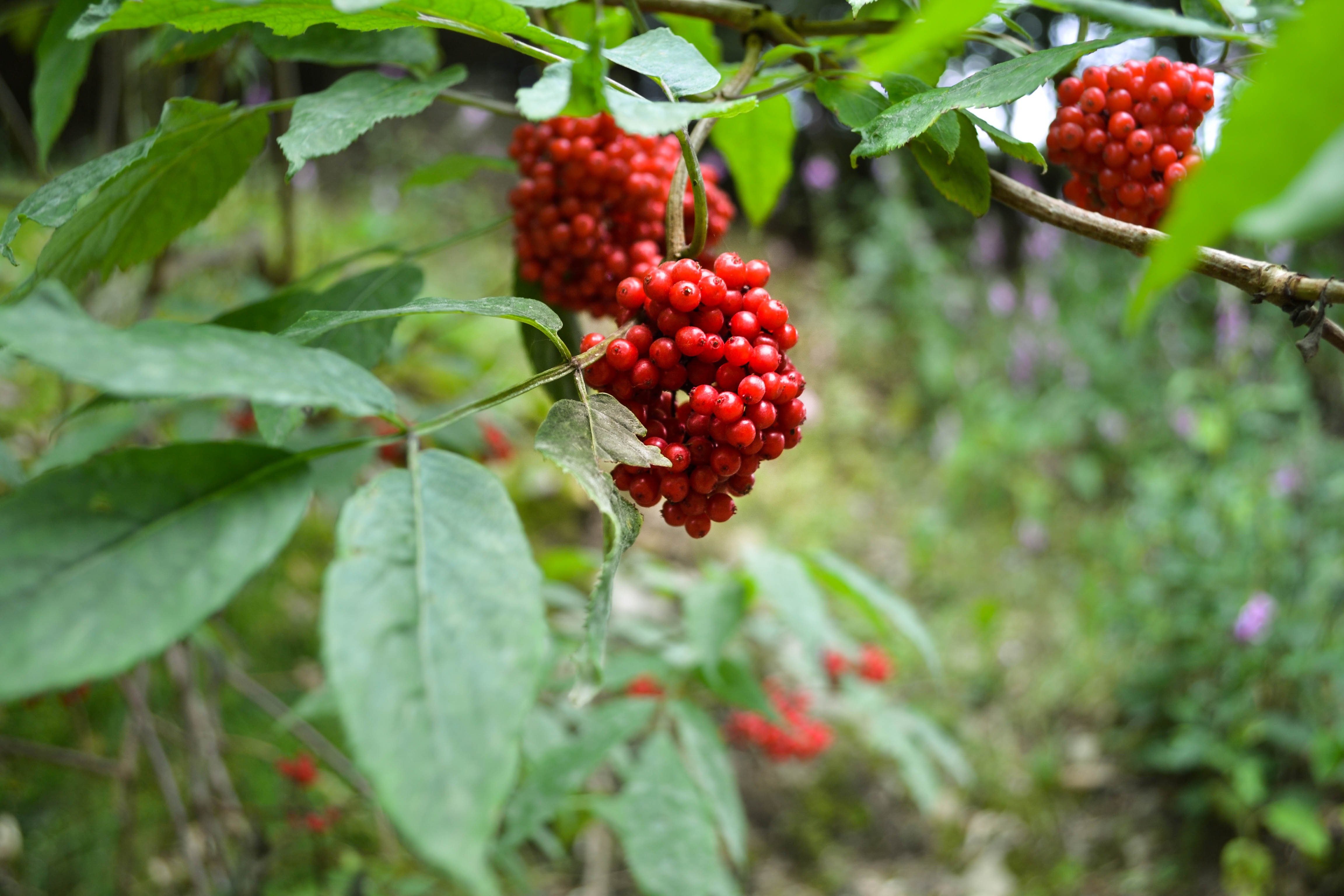 Лимонник китайский куст