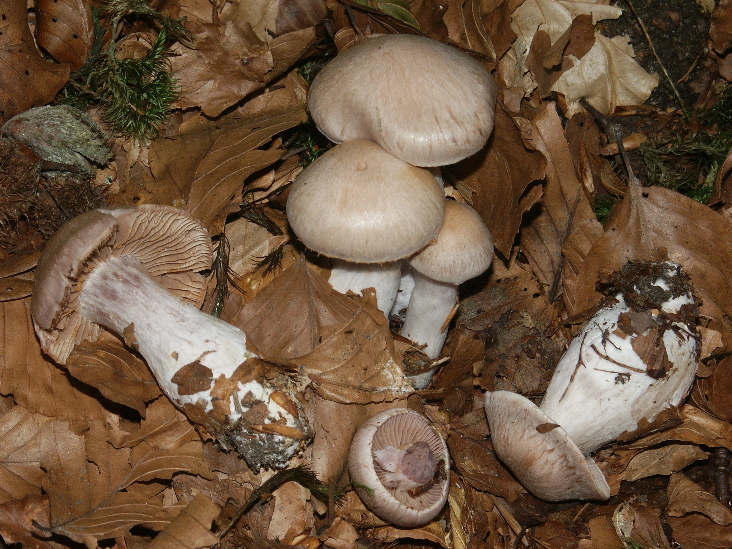 Крымские грибы паутинник