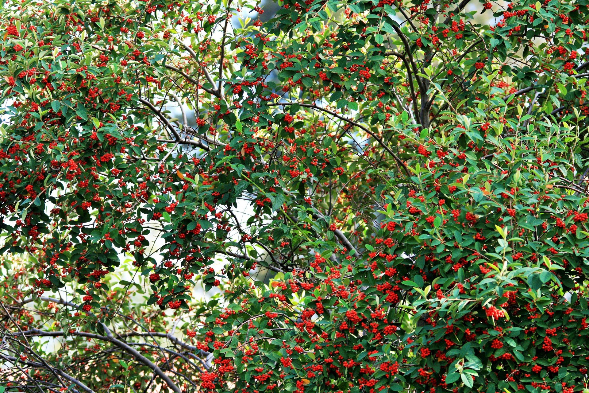 Дерево с мелкими красными ягодами фото и названия