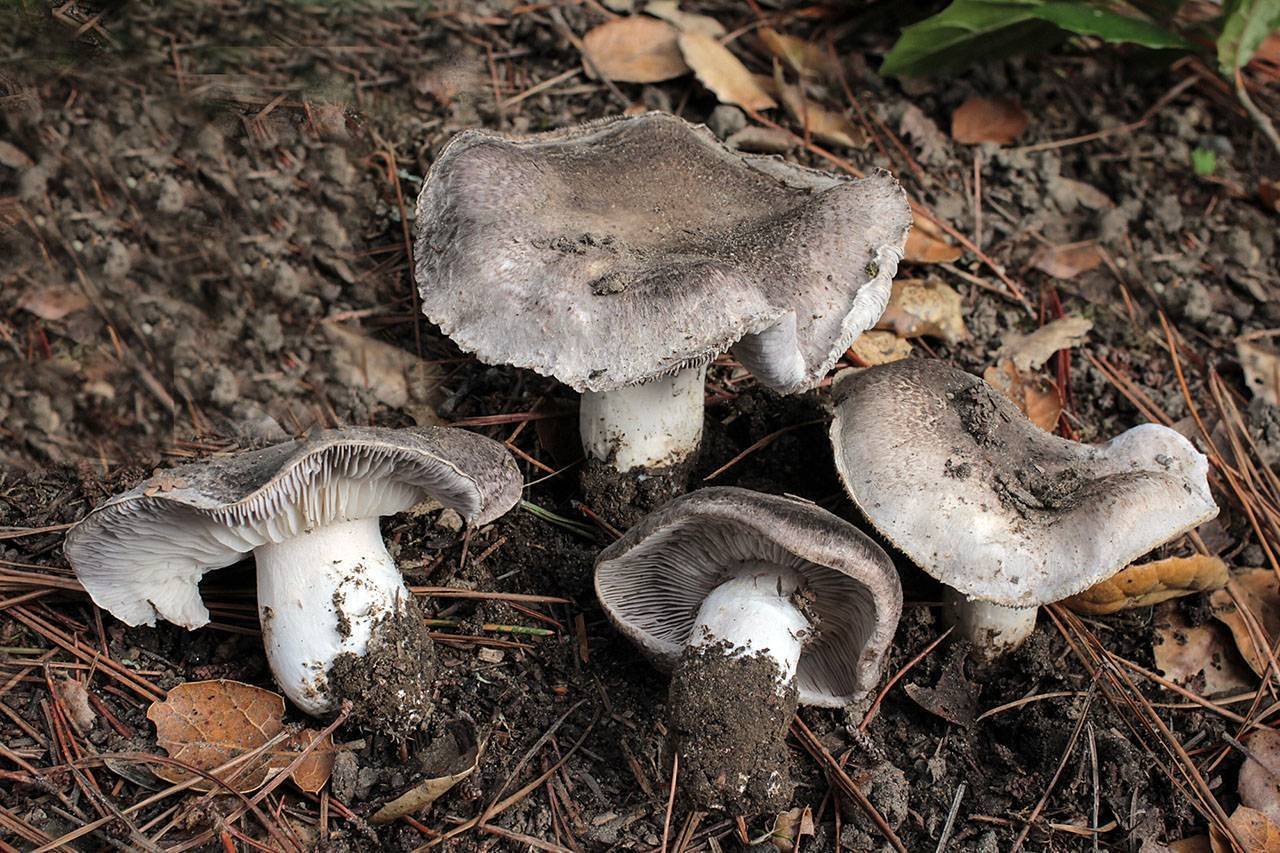 Грибы рядовки ядовитые как отличить. Грибы серухи рядовки. Tricholoma scalpturatum. Осенние грибы рядовки. Рядовка серая съедобная.