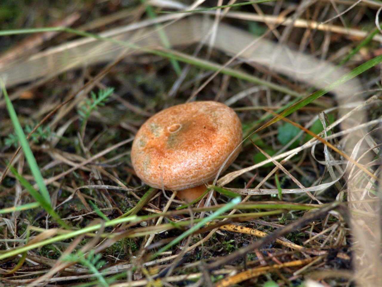 Есть гриб рыжик. Рыжик Сосновый/Боровой (Lactarius deliciosus);. Гриб Рыжик Боровой. Рыжик серушка. Грибы рыжики маслята.