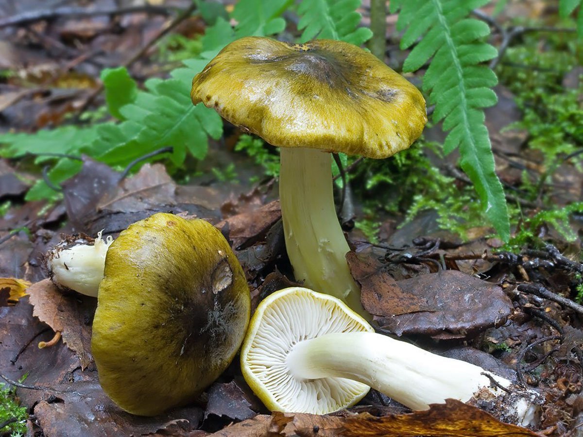 Зеленушка гриб грибы. Рядовка Лиственная Tricholoma frondosae. Серушки и зеленушки. Зеленушка гриб. Рядовка зеленая зеленушка.