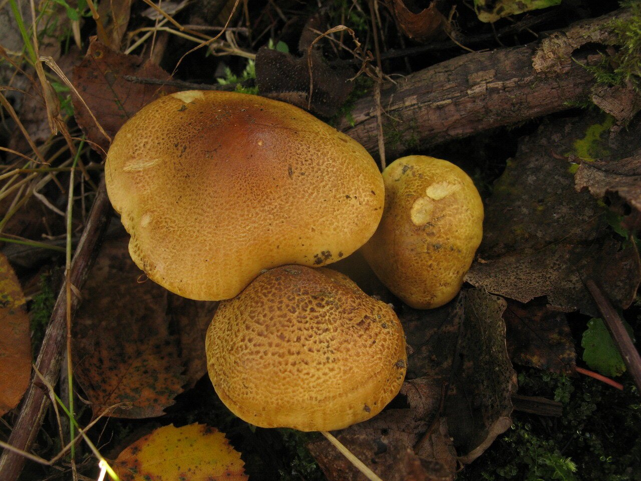 Грибы зеленушки. Зеленушка гриб. Зеленушка обыкновенная гриб. Tricholoma frondosae. Зеленуха желтопузая.