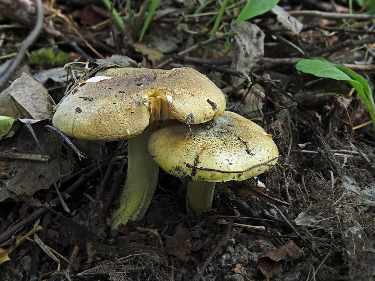 Зеленушка гриб. Зеленушка (Tricholoma equestre). Зеленушка обыкновенная гриб. Гриб серушка и зеленушка. Зеленушки и зеленушки грибы.